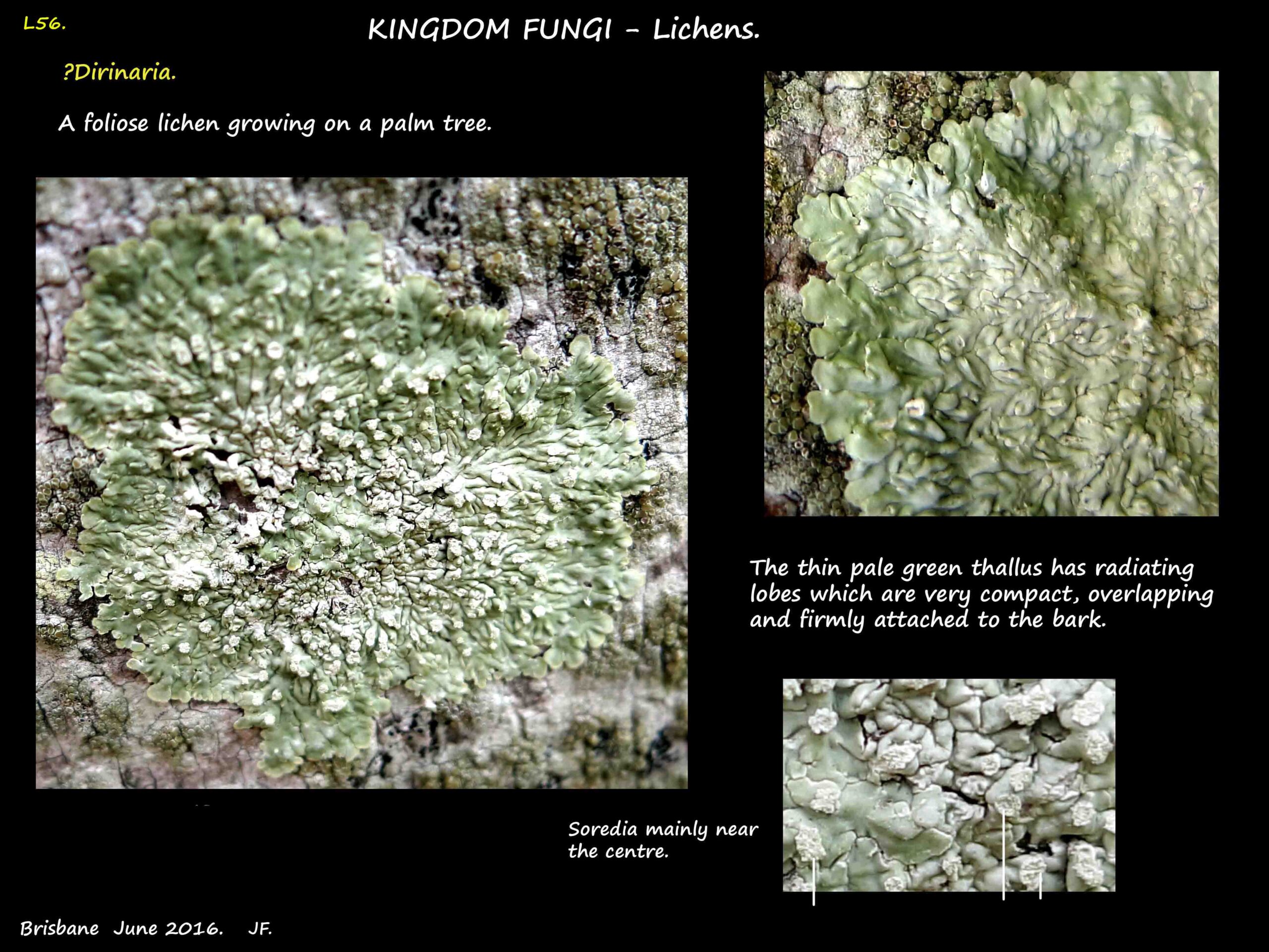1 Possibly a Dirinaria lichen