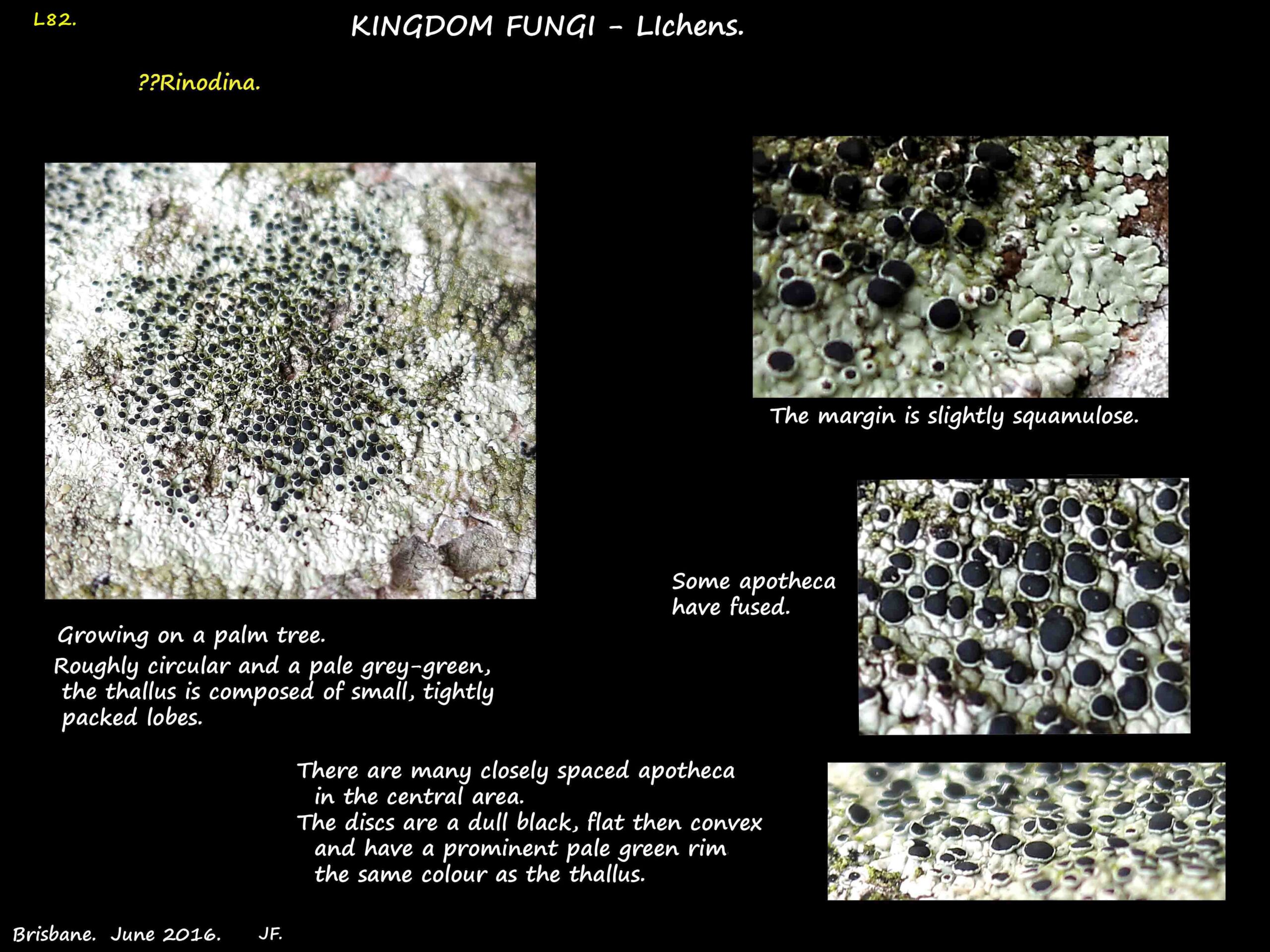 1 Possibly a Rinodina lichen