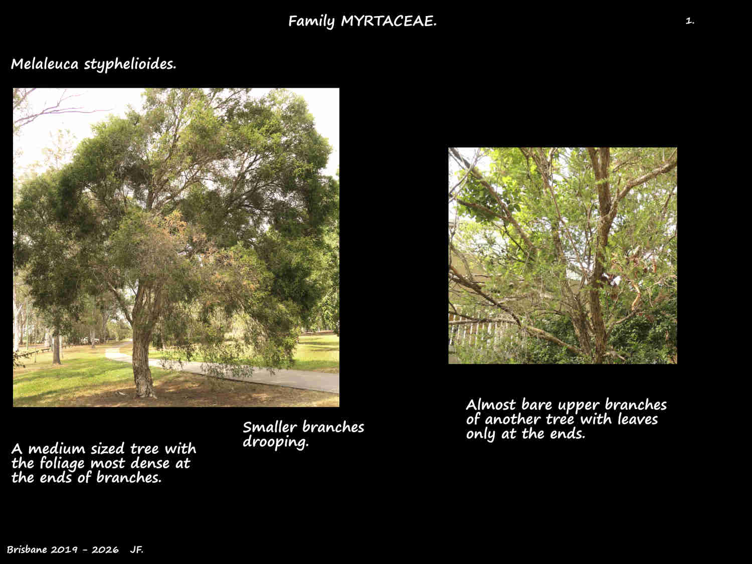 1 Prickly Paperbark trees