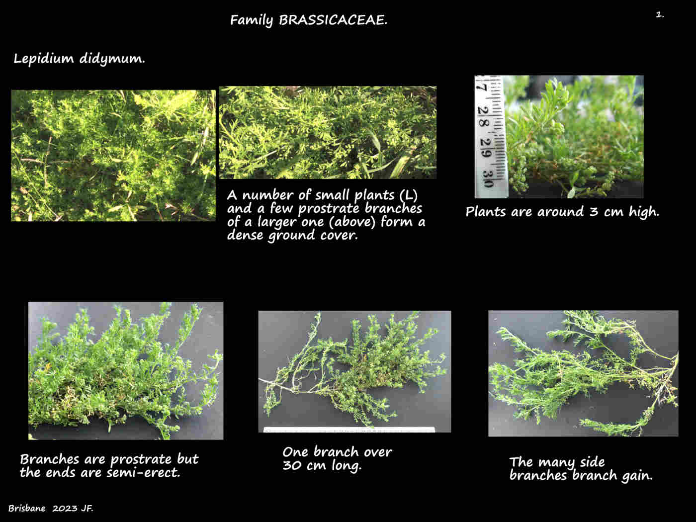 1 Prostrate Lepidium didymum plants