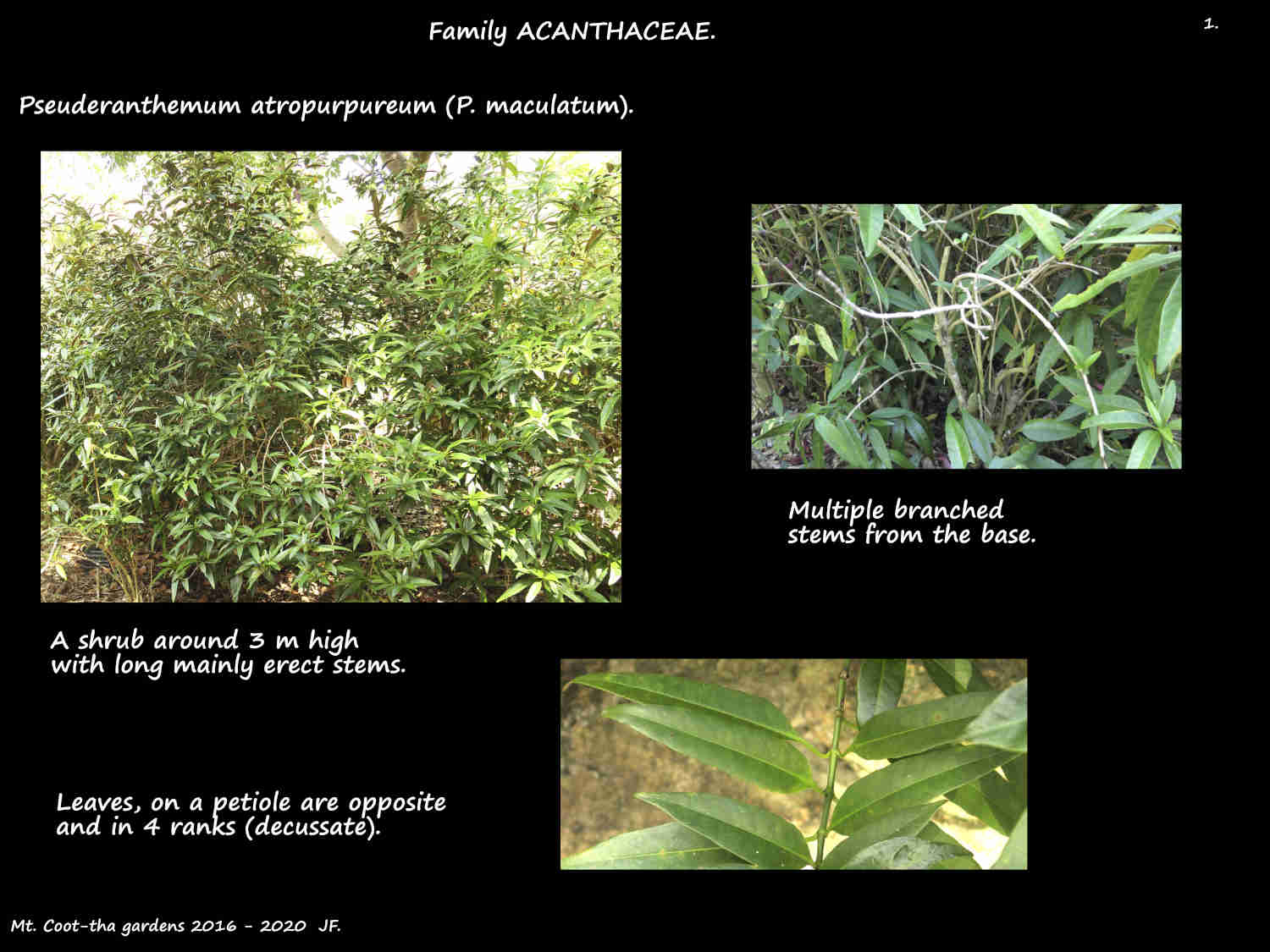 1 Pseuderanthemum atropurpureum shrub