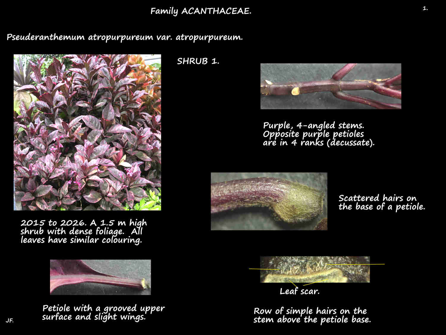 1 Pseuderanthemum atropurpureum var. atropurpureum shrub