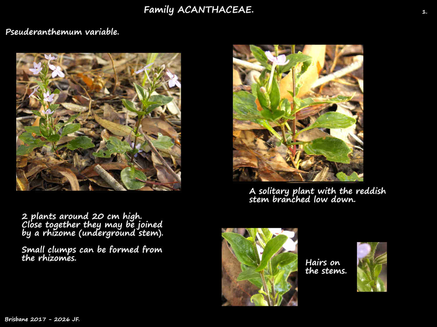 1 Pseuderanthemum variable plants