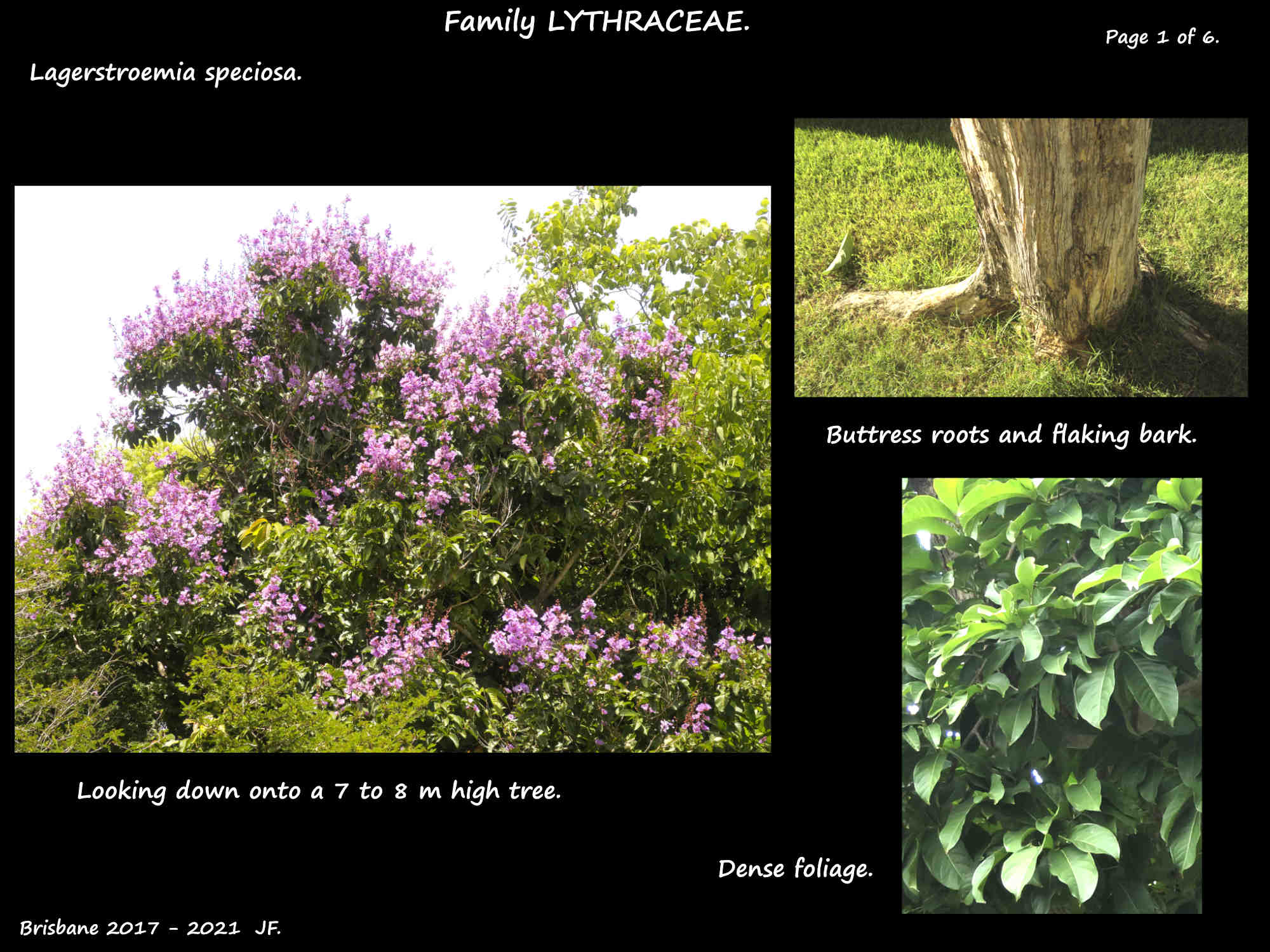 1 Queen's Myrtle tree & foliage