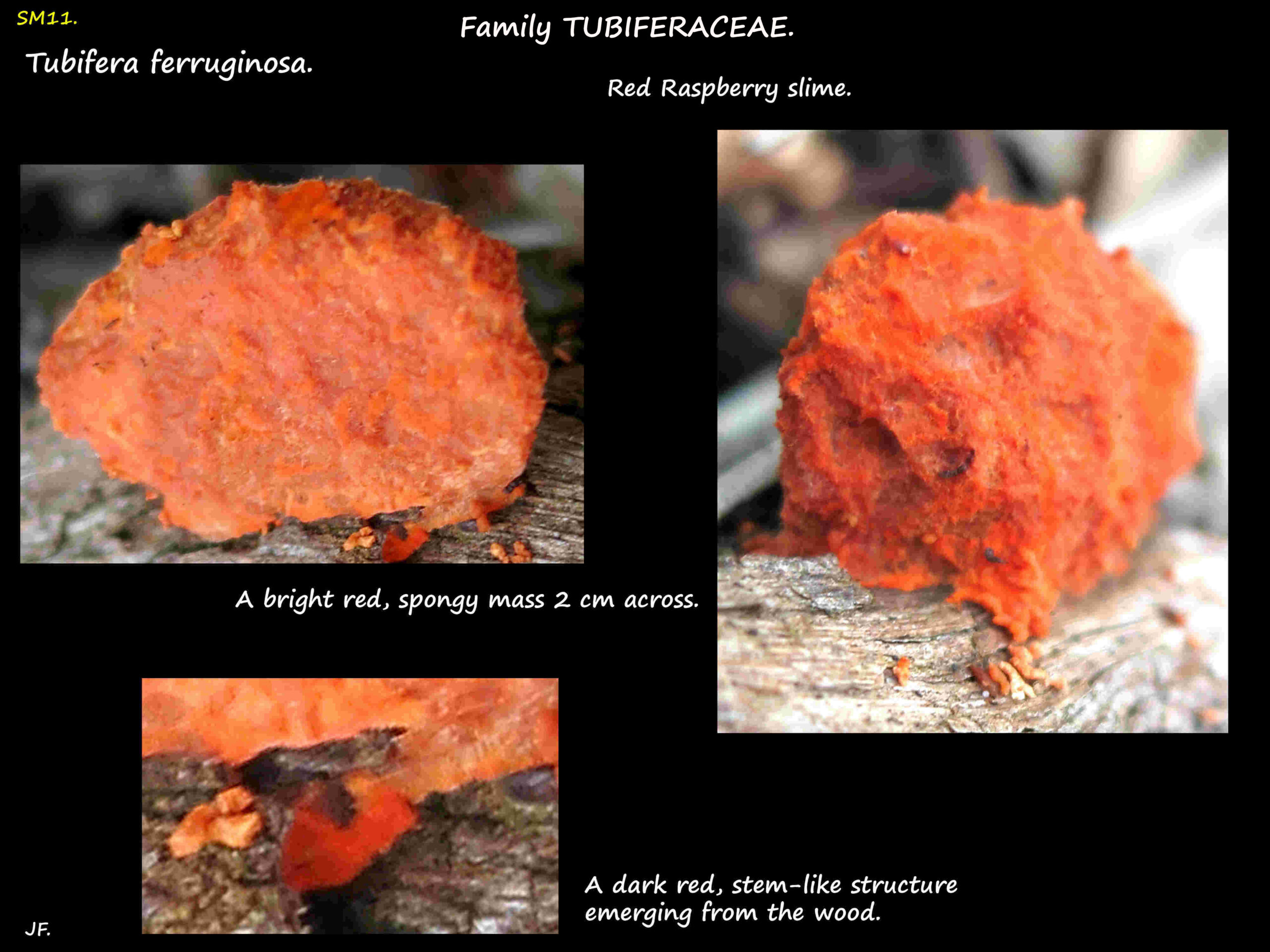 1 Red Raspberry slime mould