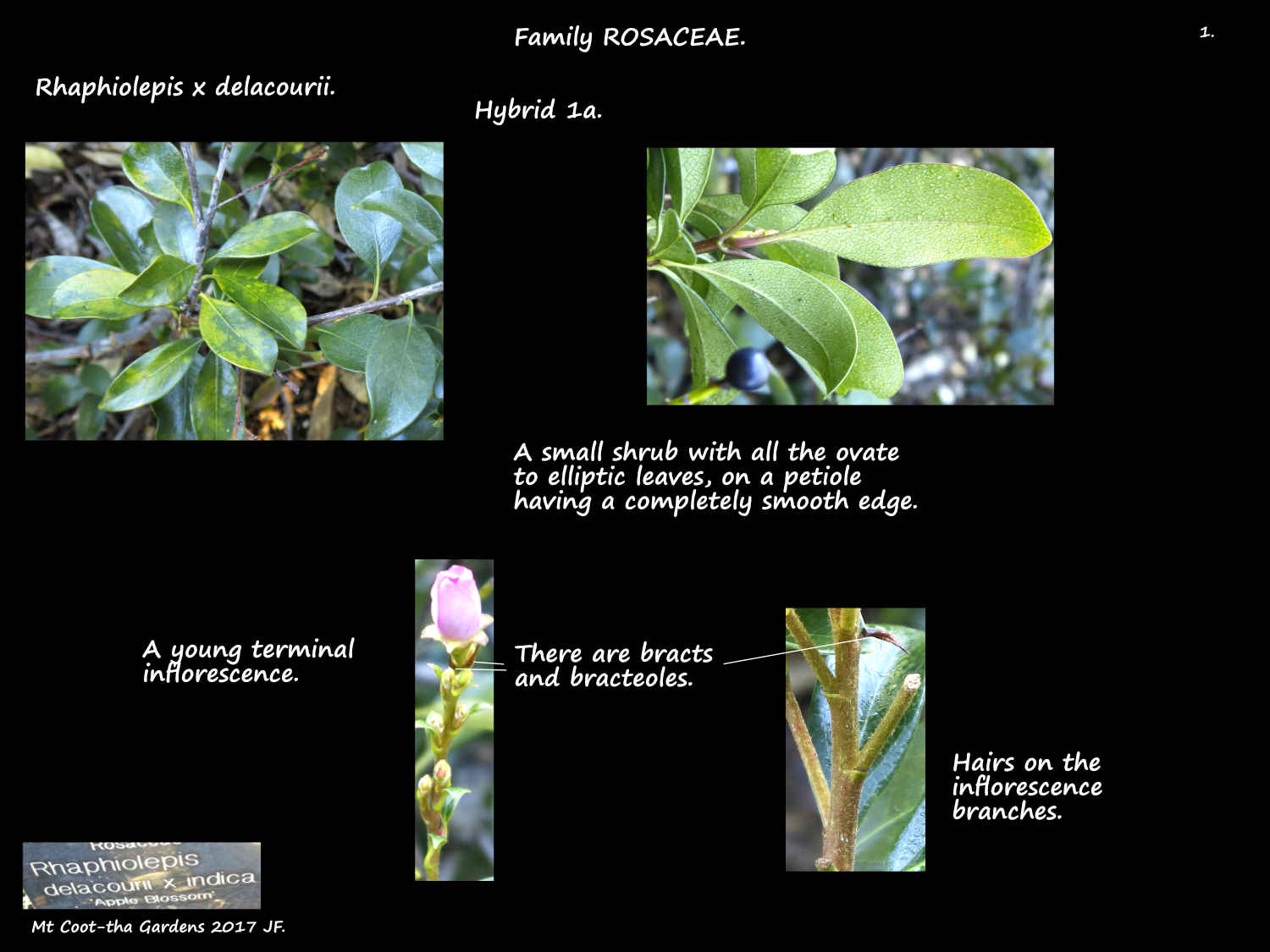 1 Rhaphiolepis x delacourii leaves