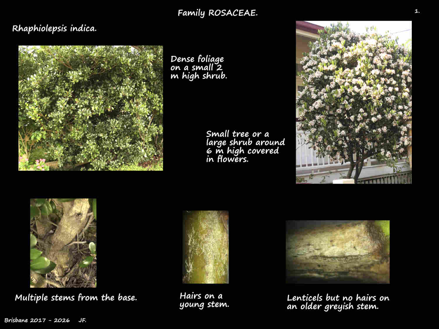 1 Rhaphiolepsis indica shrubs