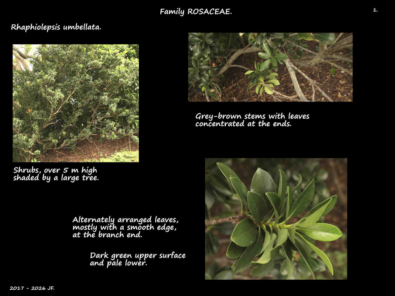 1 Rhaphiolepsis umbellata shrub