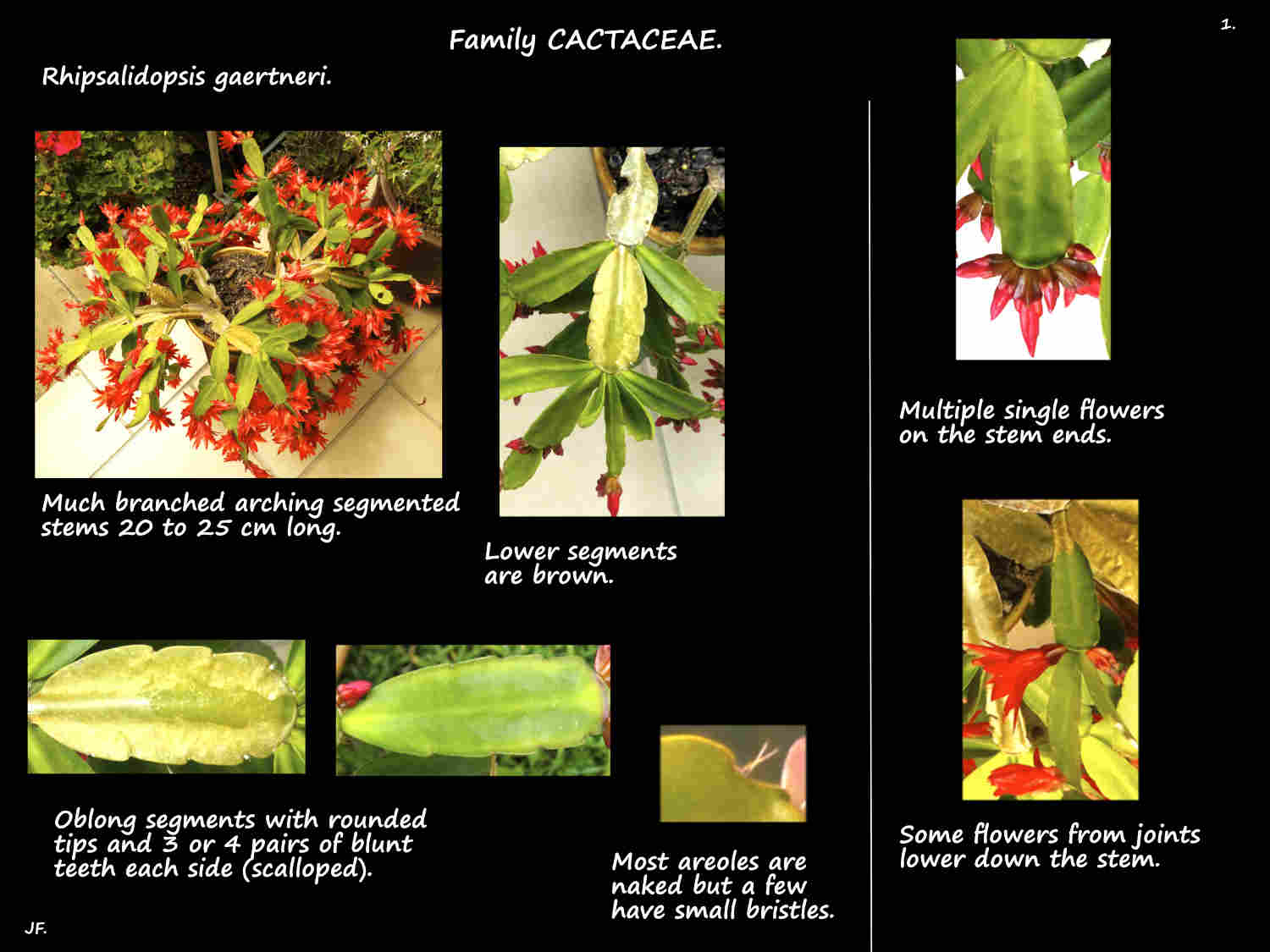 1 Rhipsalidopsis gaertneri plant & cladodes
