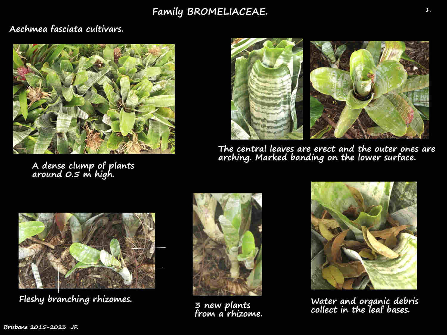 1 Rhizomes on a clump of Aechmea fasciata plants