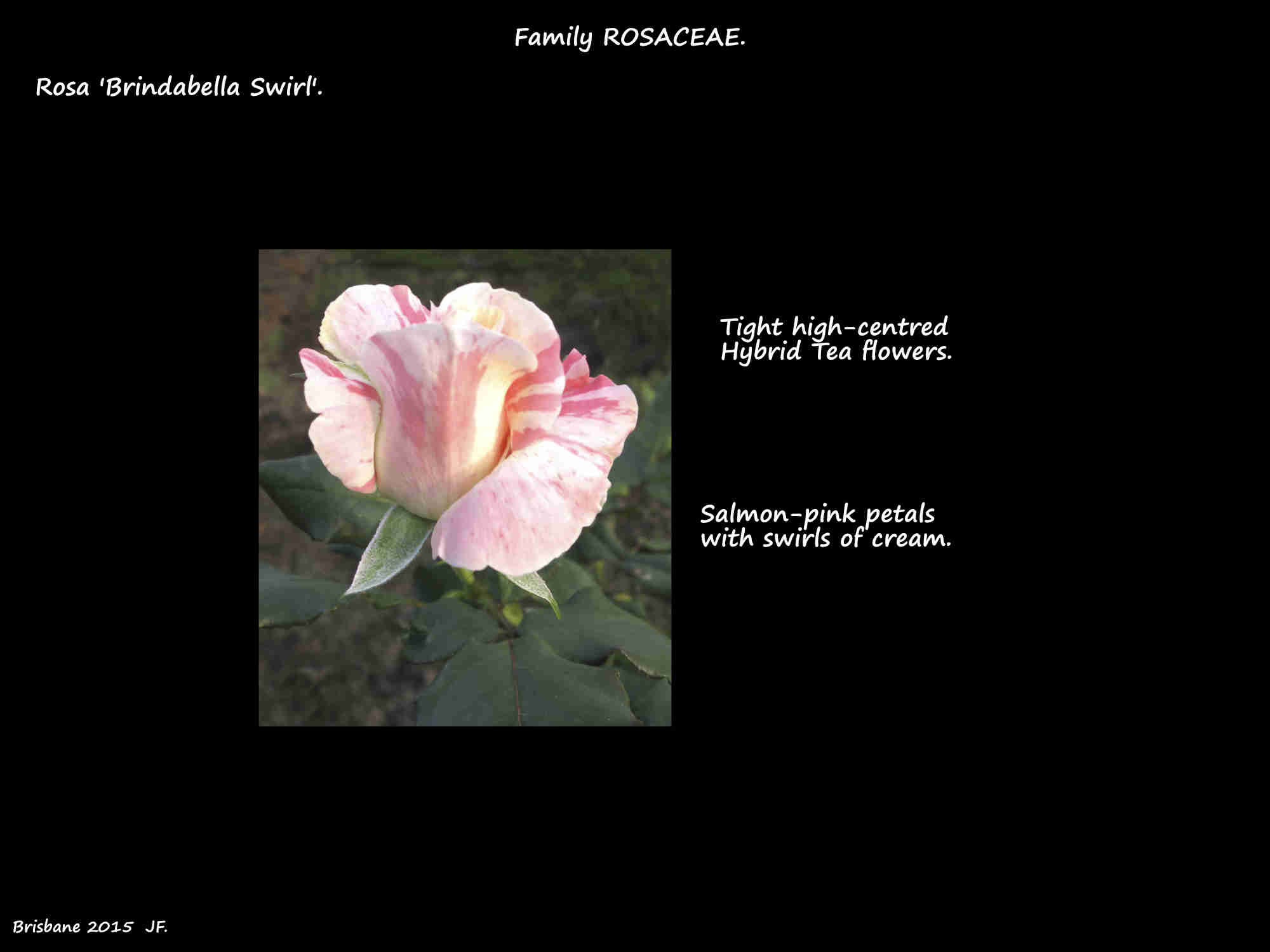 1 Rosa 'Brindabella Swirl'