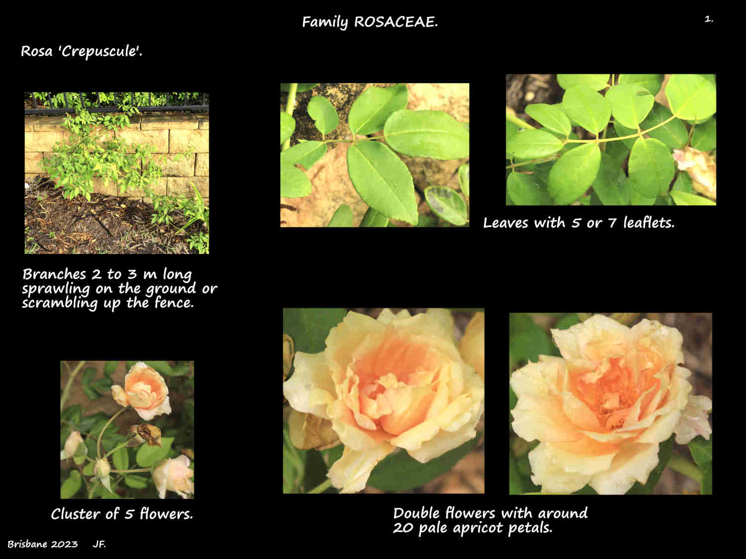 1 Rosa 'Crepuscule' young plant & flowers