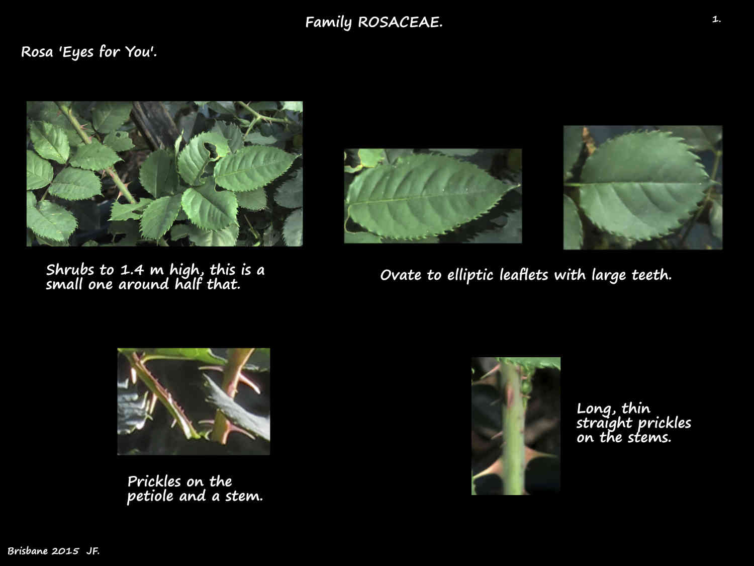 1 Rosa 'Eyes for You' leaves & prickles