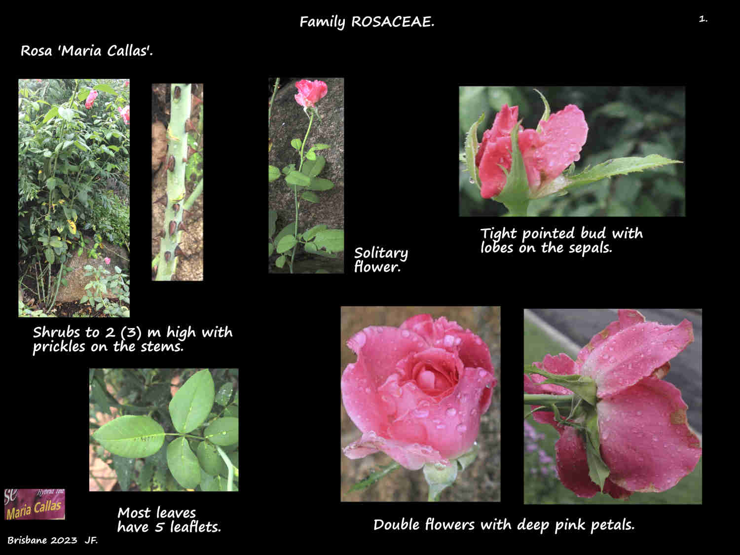1 Rosa 'Maria Callas' shrub & flowers
