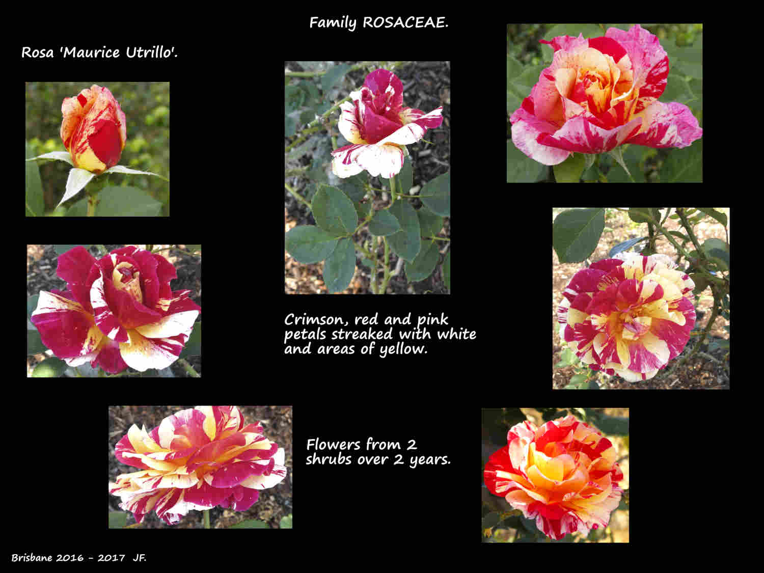 1 Rosa 'Maurice Utrillo'