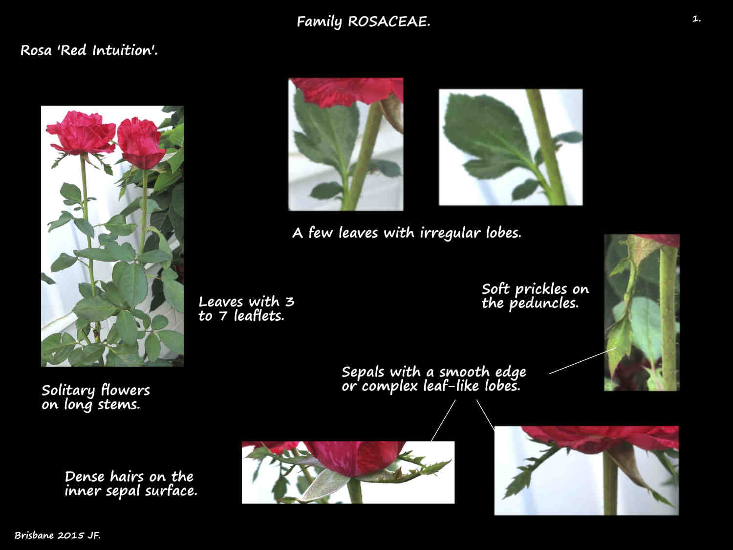 1 Rosa 'Red Intuition' leaves & sepals