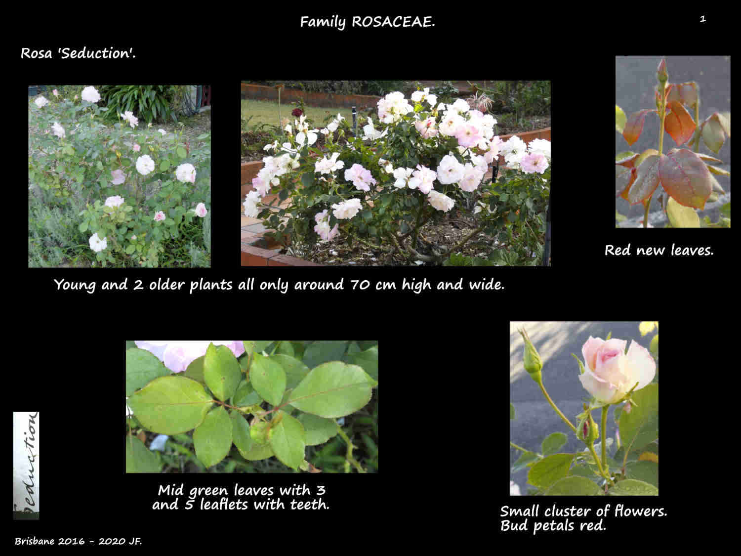 1 Rosa 'Seduction' shrubs & leaves