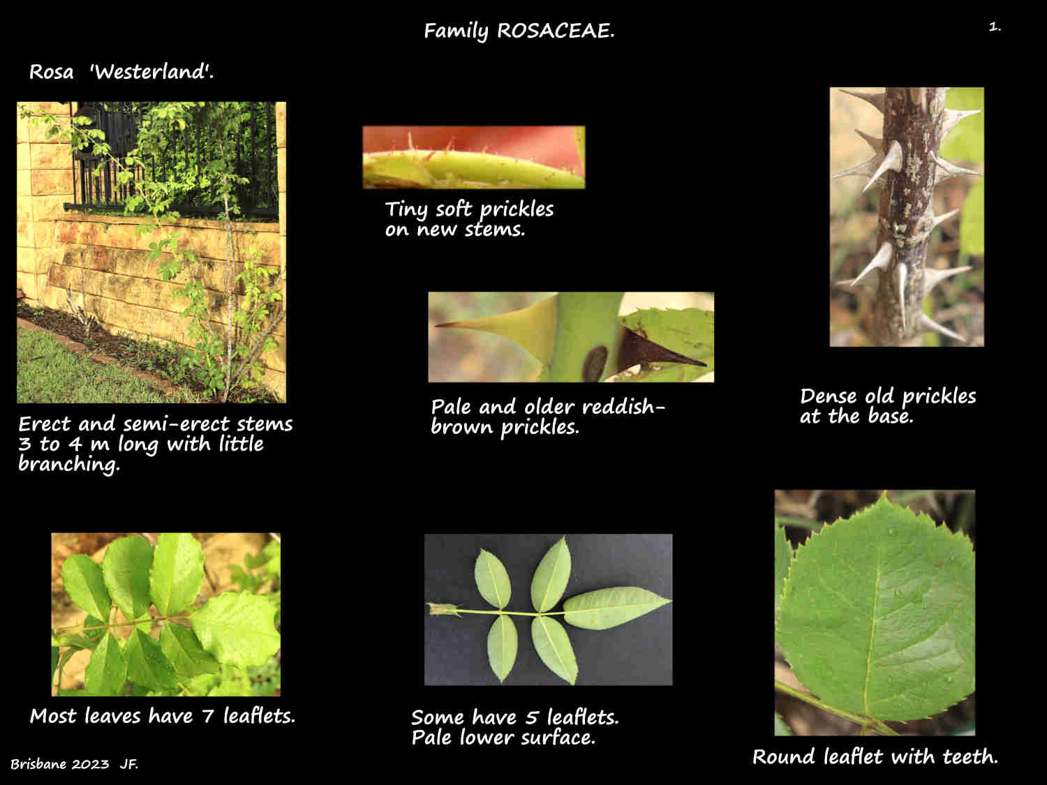 1 Rosa 'Westerland' shrub, prickles & leaves