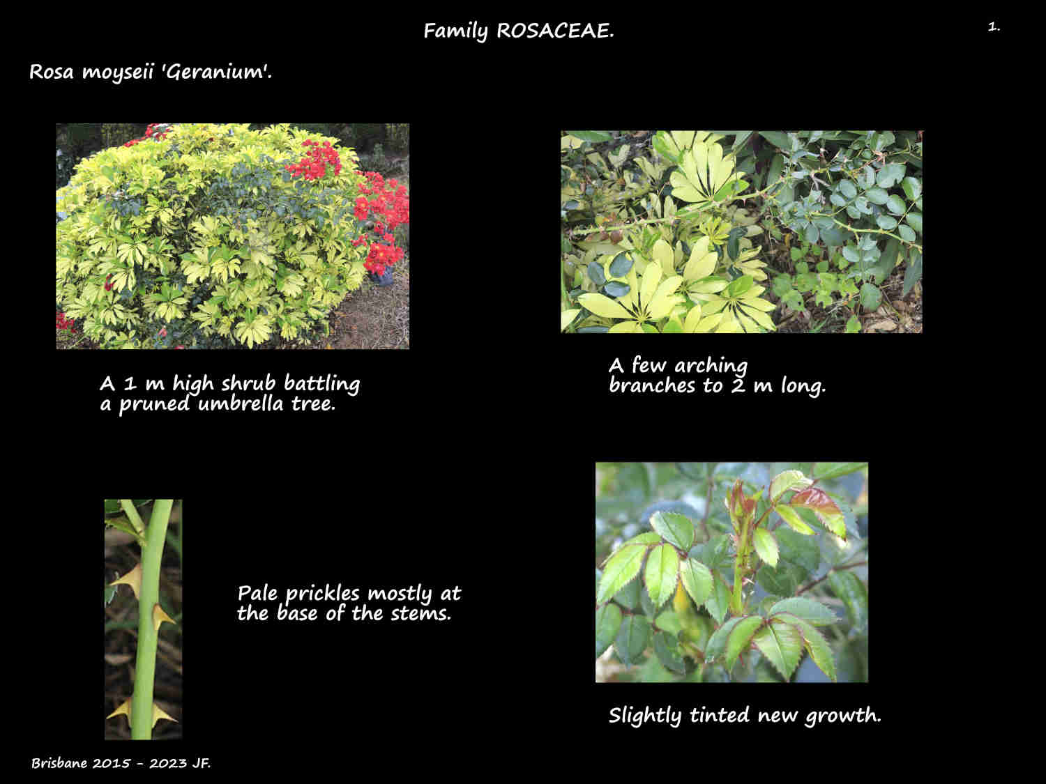 1 Rosa moyseii 'Geranium' plant & prickles