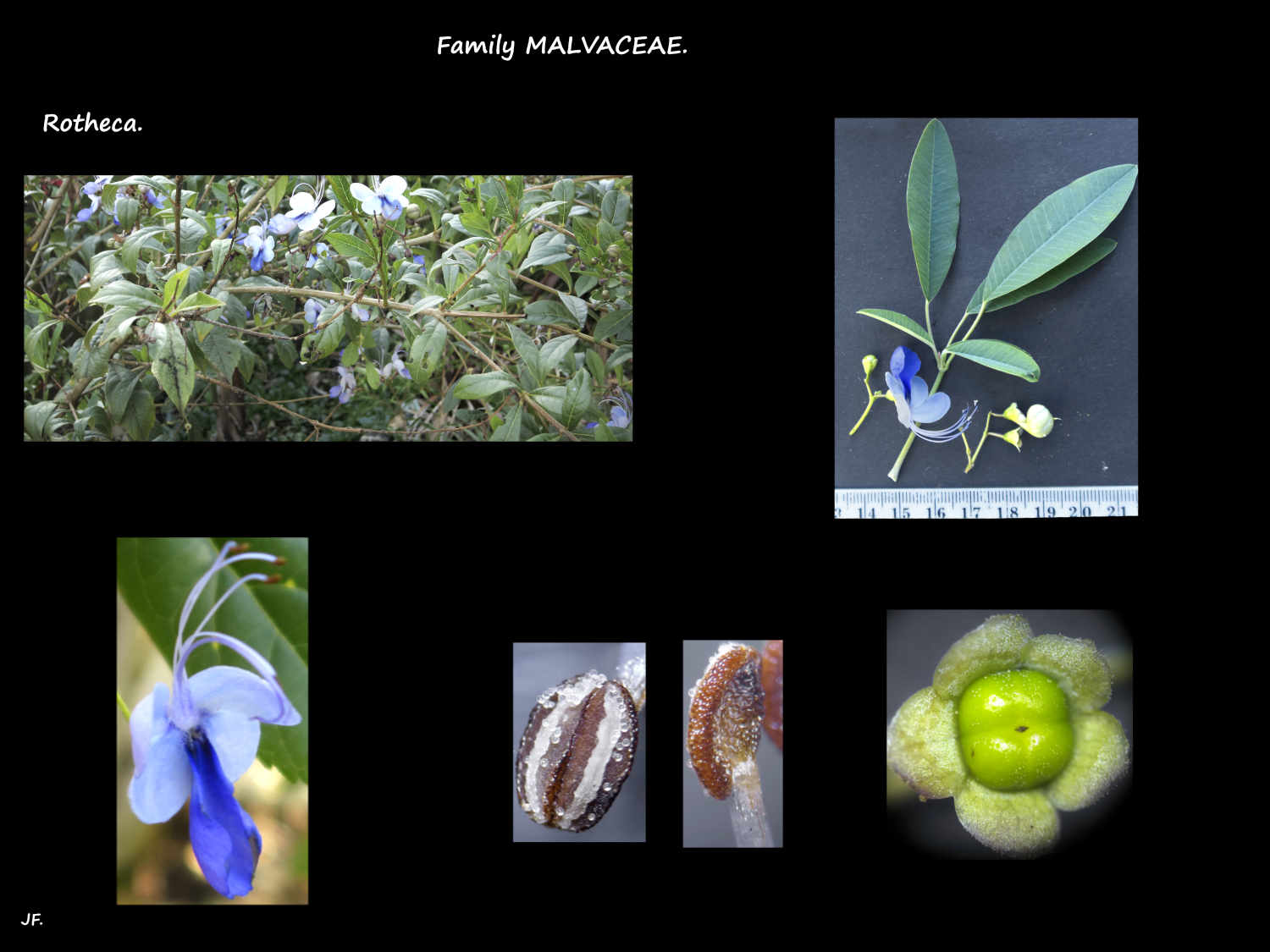 1 Rotheca