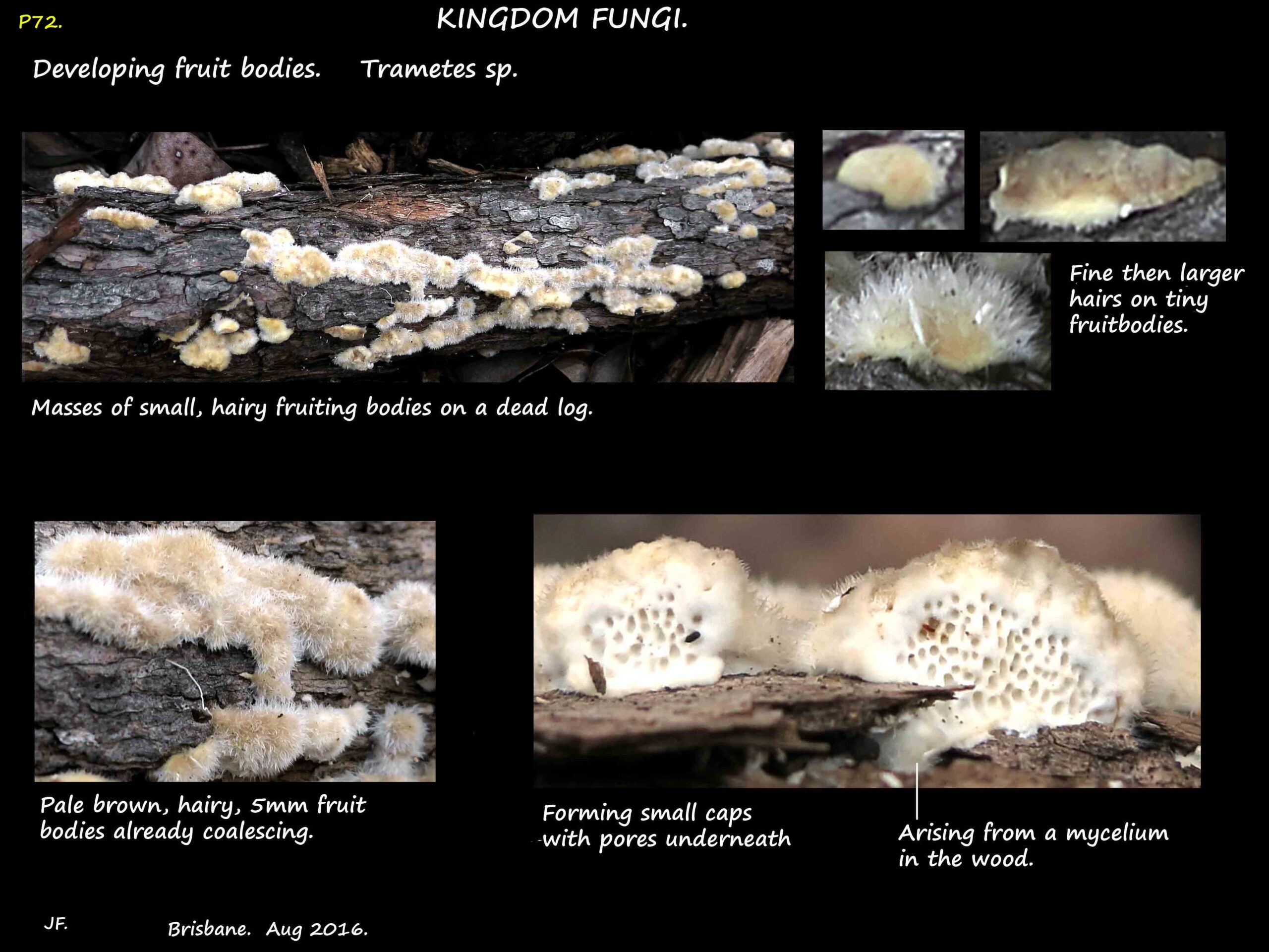 1 Rows of hairy young Trametes on a log