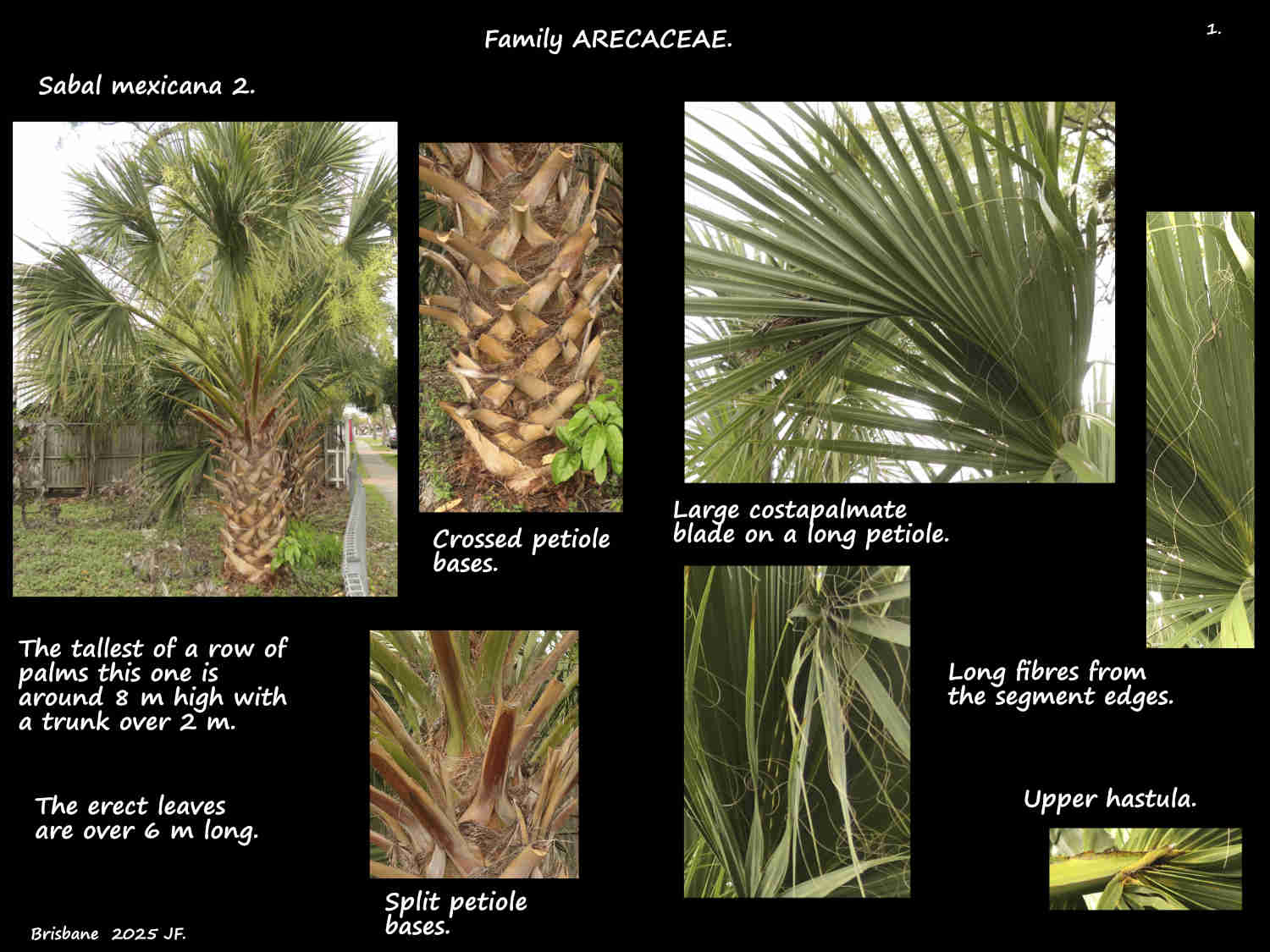 1 Sabal mexicana tree & trunk