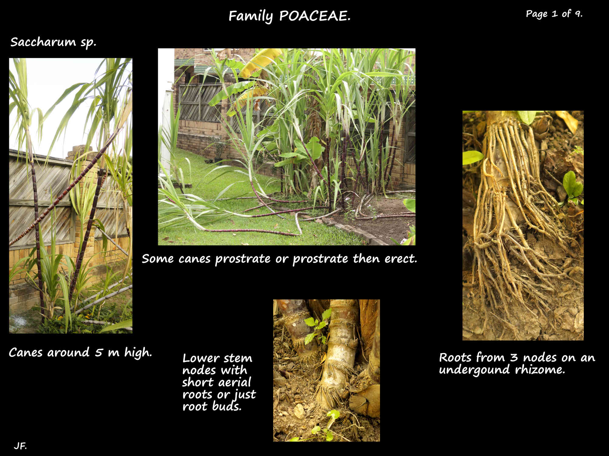 1 Saccharum sp. plant & the rhizomes