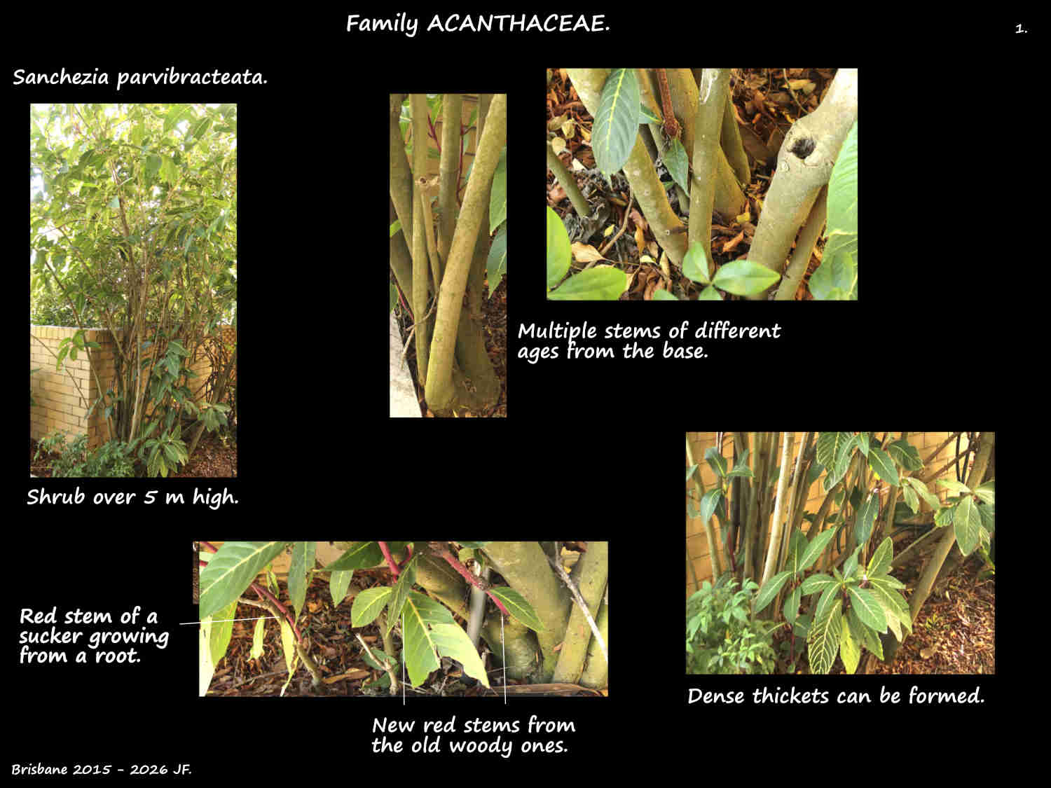 1 Sanchezia parvibracteata shrubs
