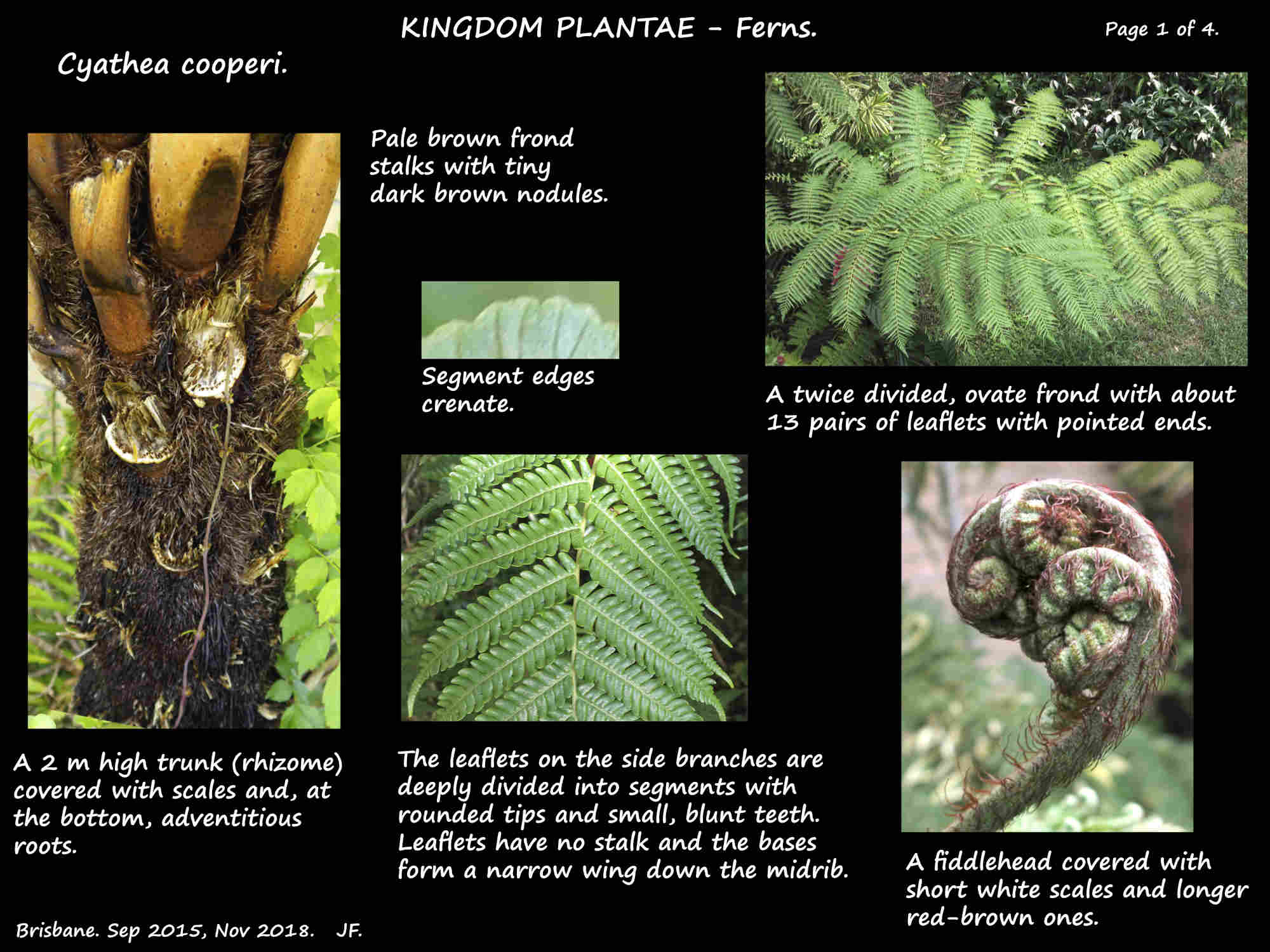 1 Scaly tree fern trunk, frond & fiddlehead