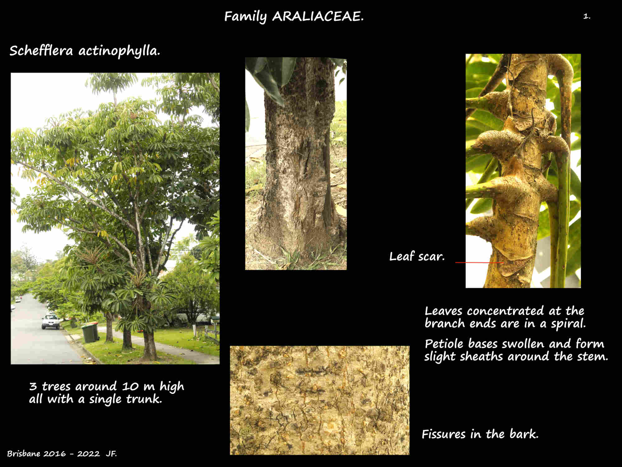 1 Schefflera actinophylla trees & bark