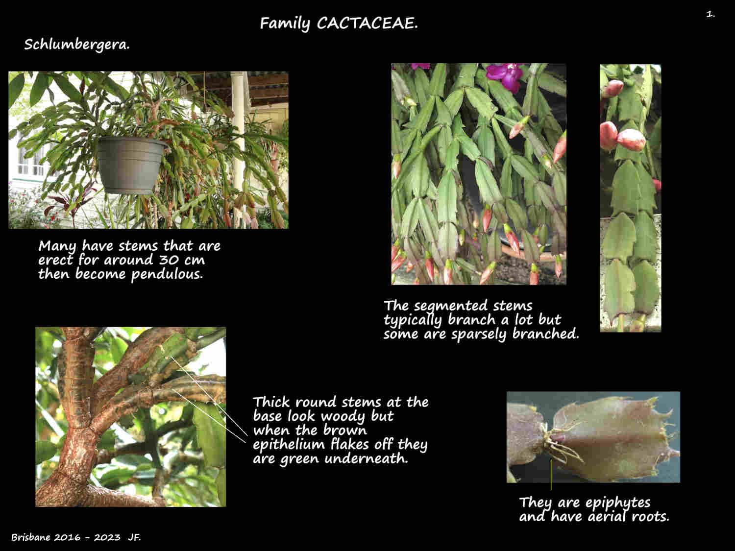 1 Schlumbergera plant & stem segments