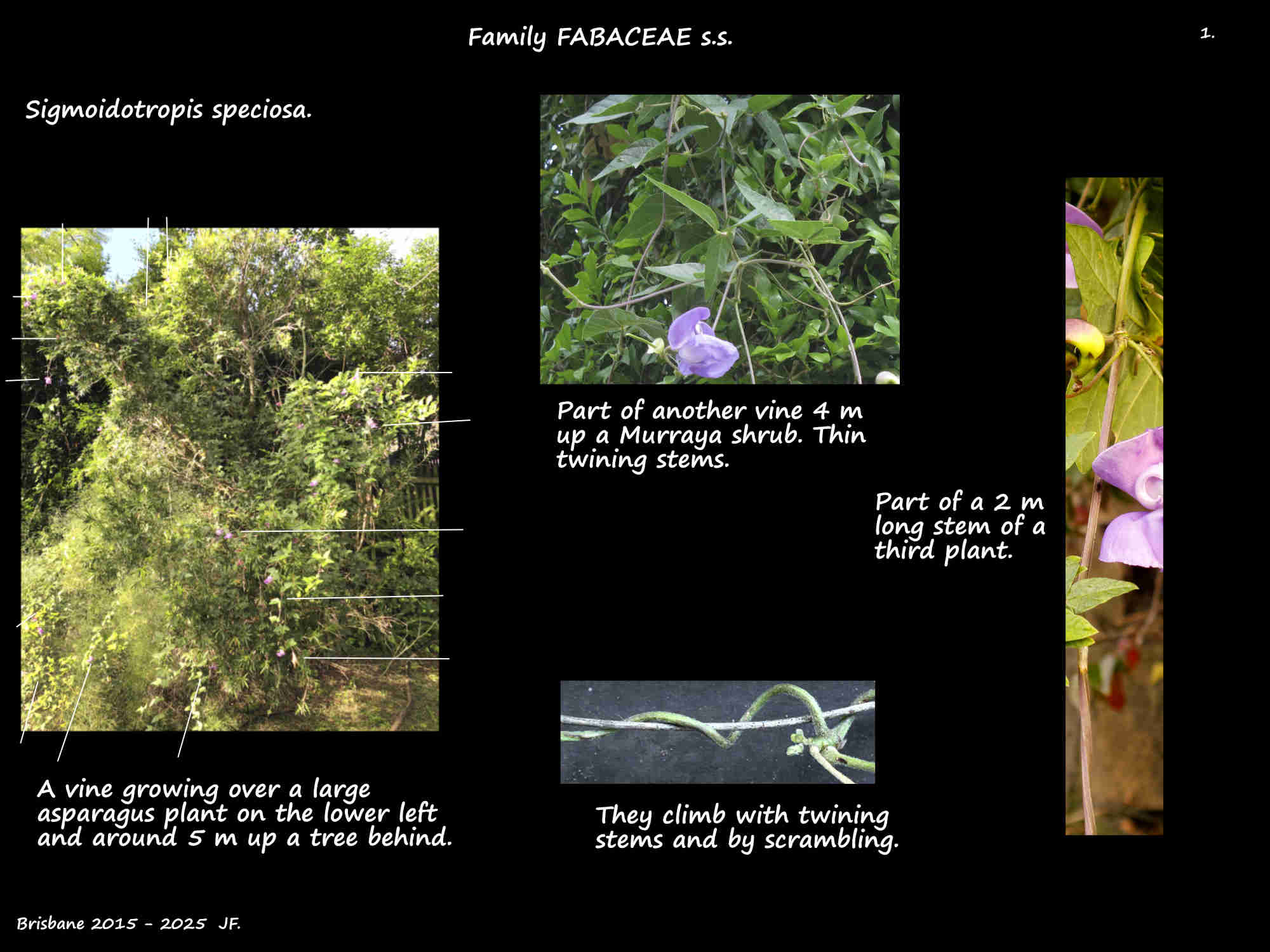 1 Sigmoidotropis speciosa vines