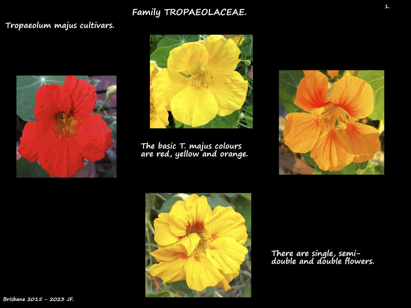 1 Single & double Tropaeolum majus flowers