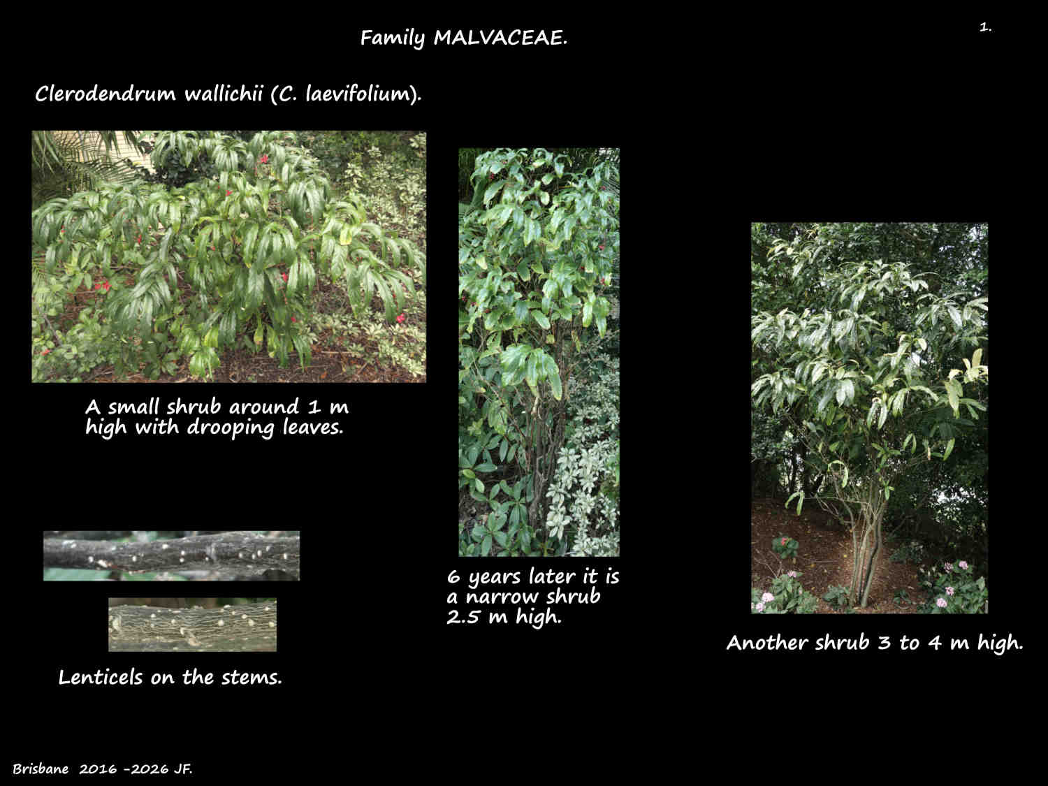 1 Small Clerodendrum wallichii shrubs