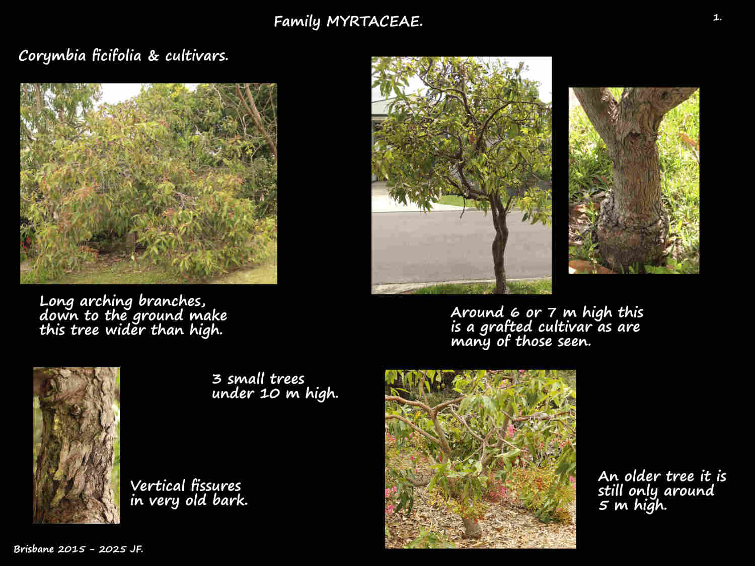 1 Small Corymbia ficifolia trees