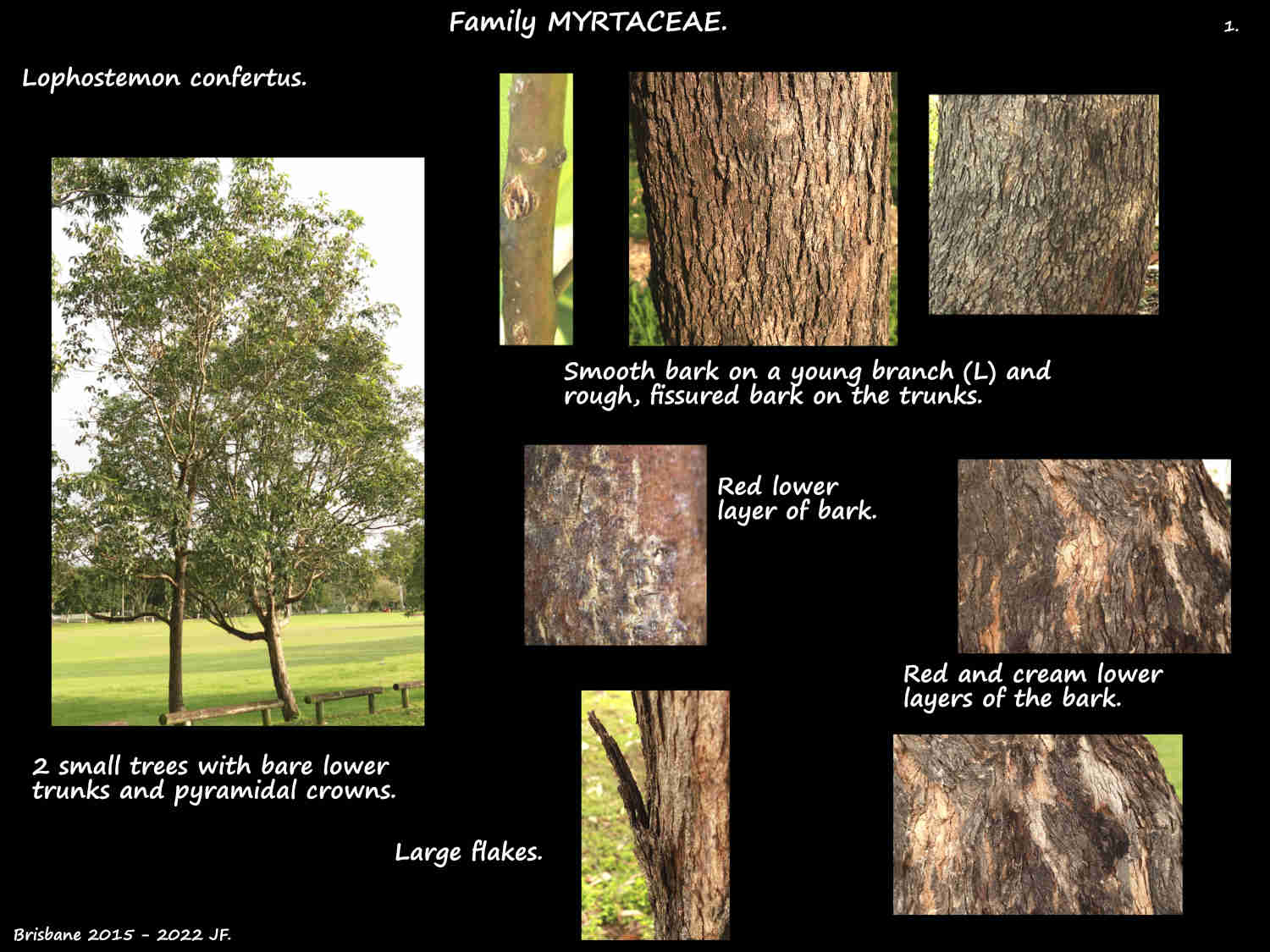1 Small Lophostemon confertus trees & bark