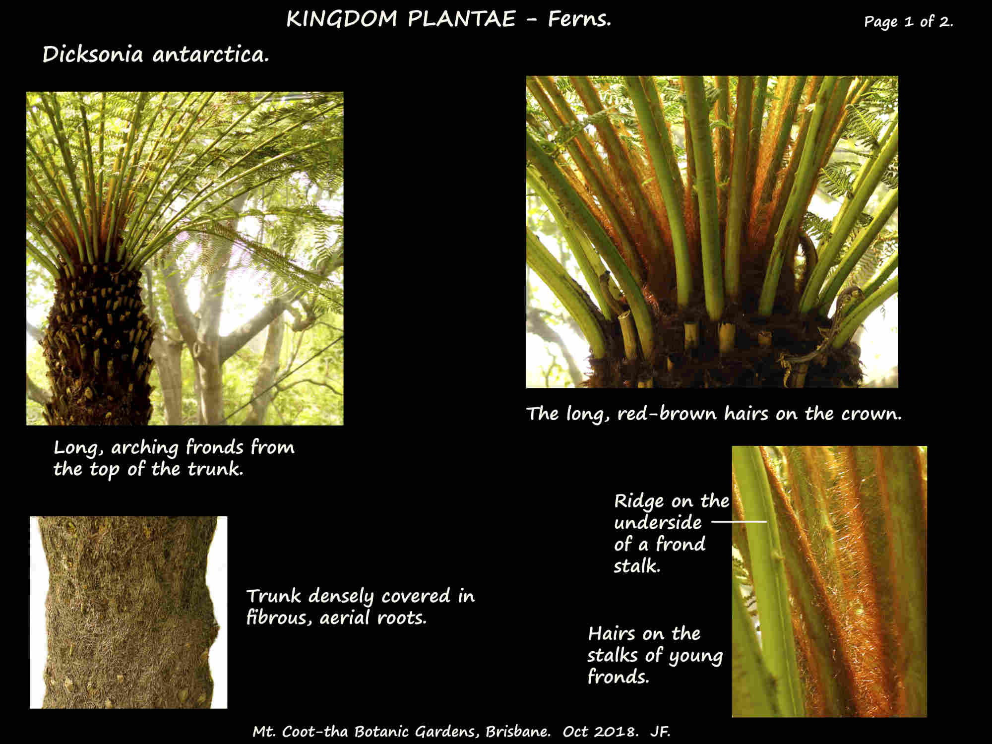 1 Soft Tree fern trunk & fronds