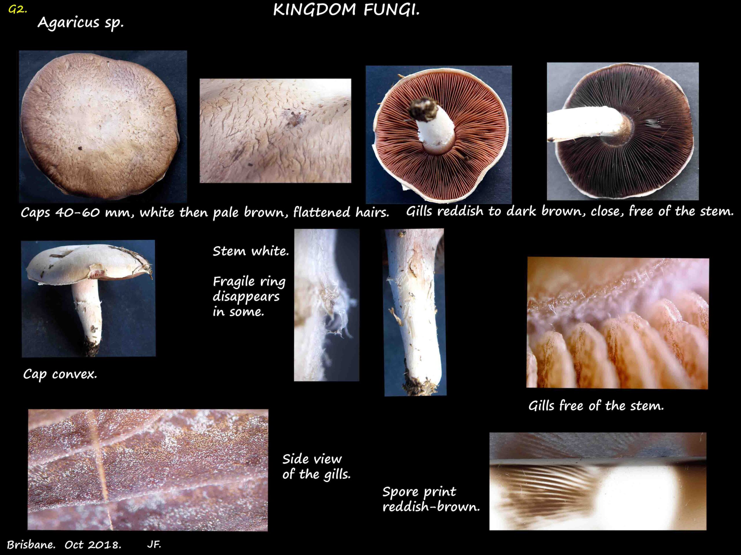 1 Some features of Agaricus mushrooms