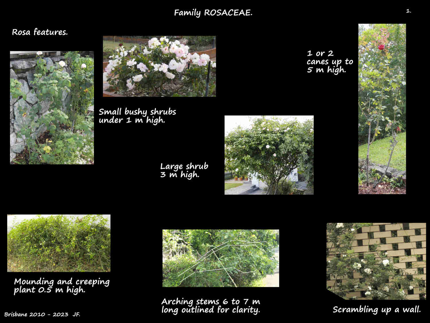 1 Some types of Rose plants