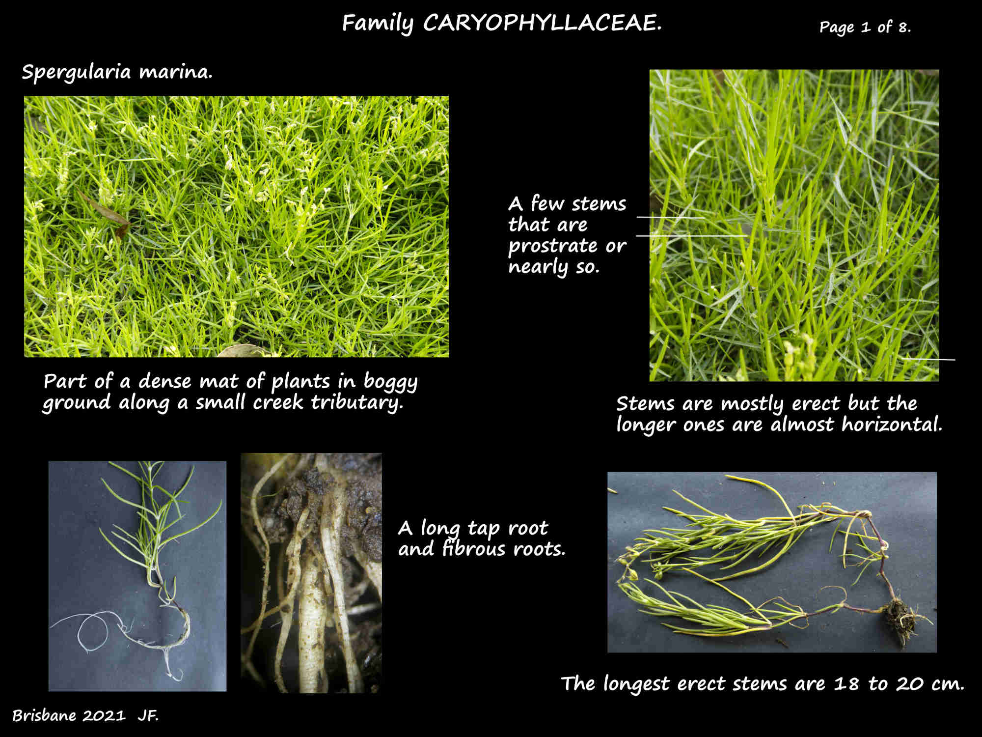 1 Spergularia marina plants & roots