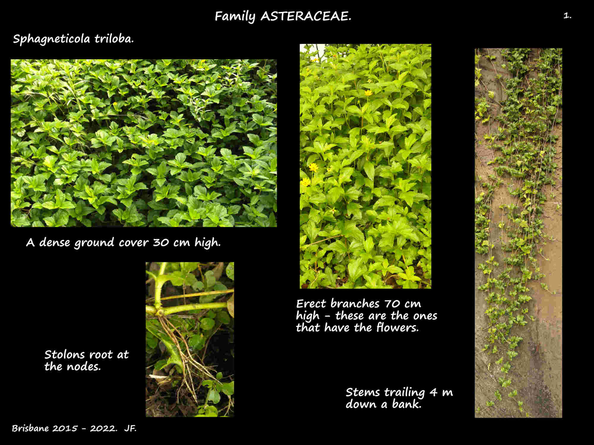 1 Sphagneticola triloba plants & roots