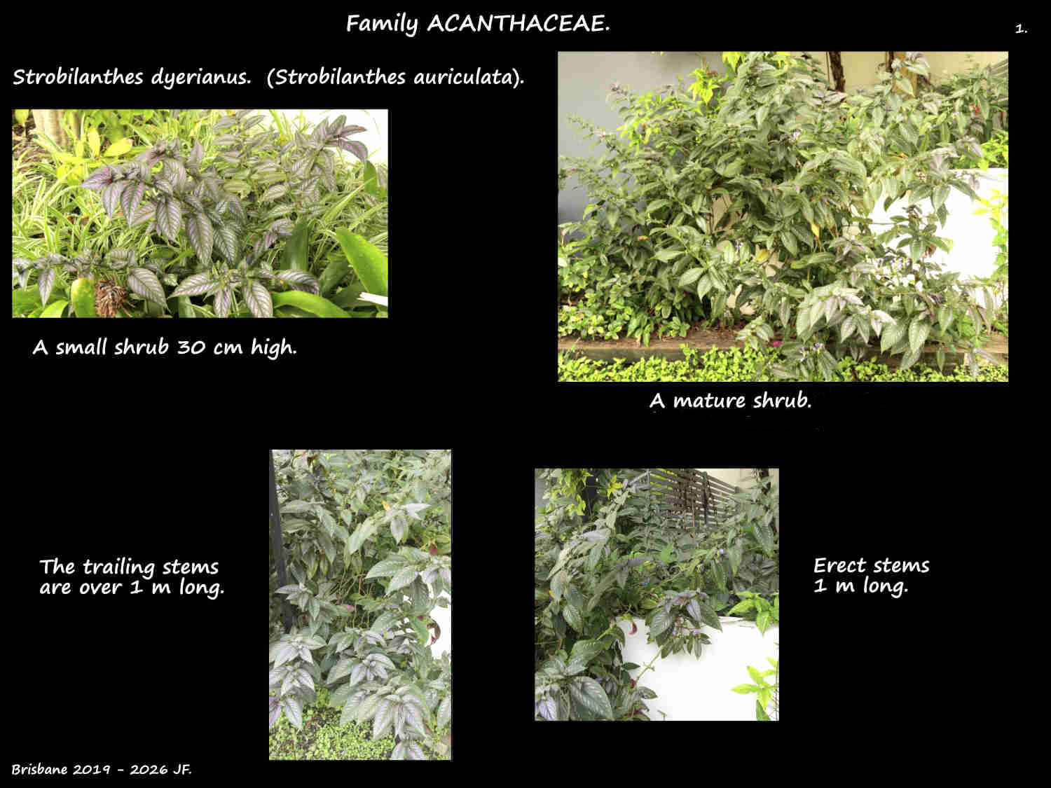 1 Strobilanthes dyerianus shrubs
