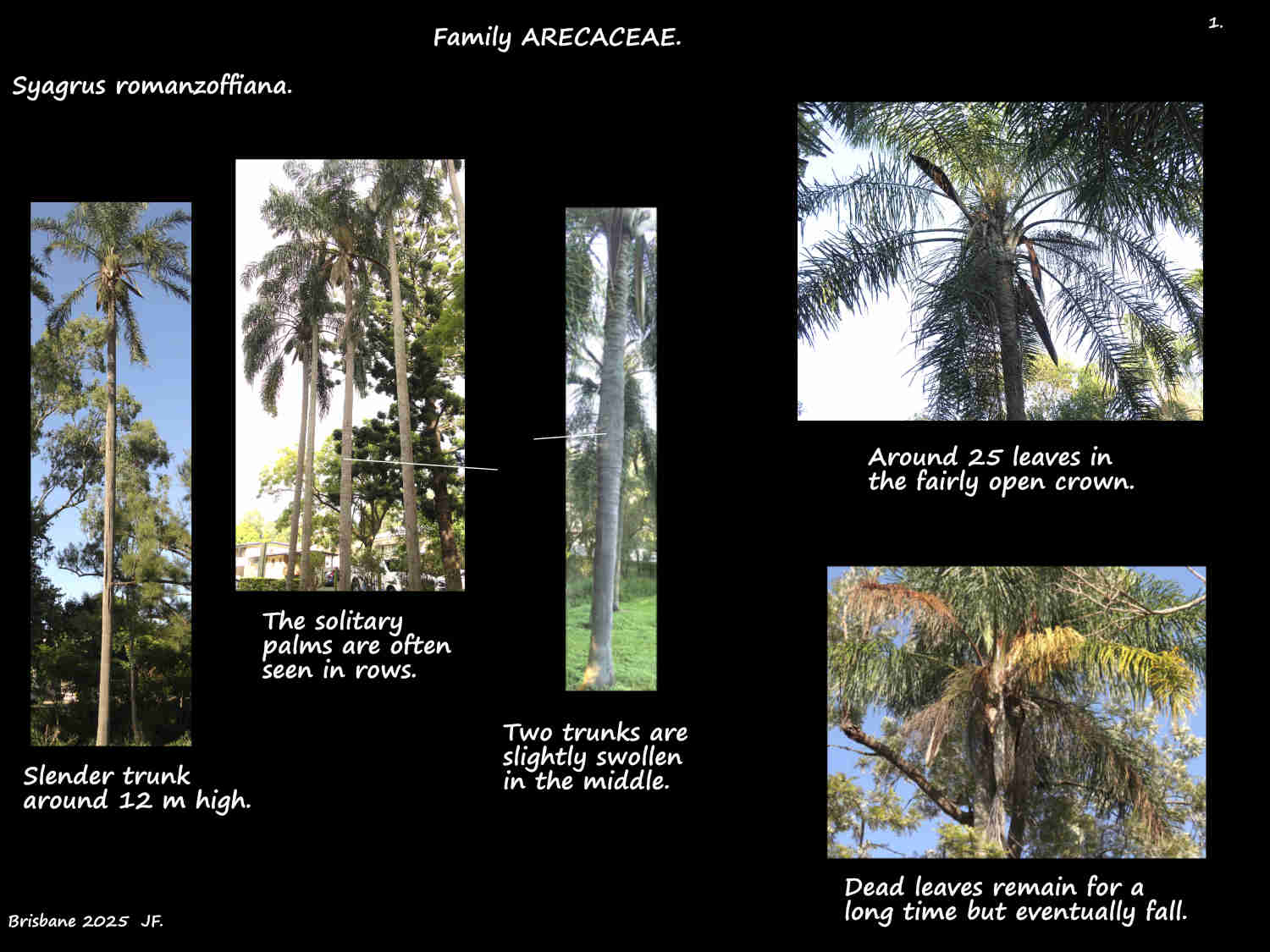 1 Syagrus romanzoffiana palms