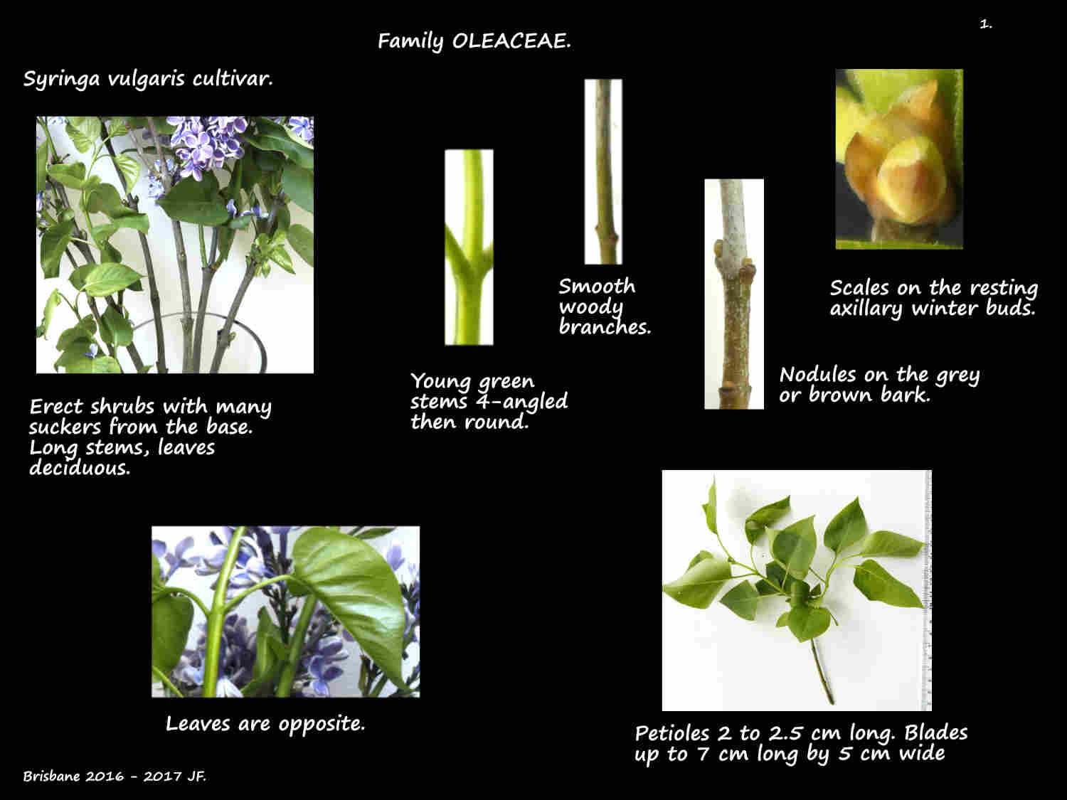 1 Syringa stems & opposite leaves