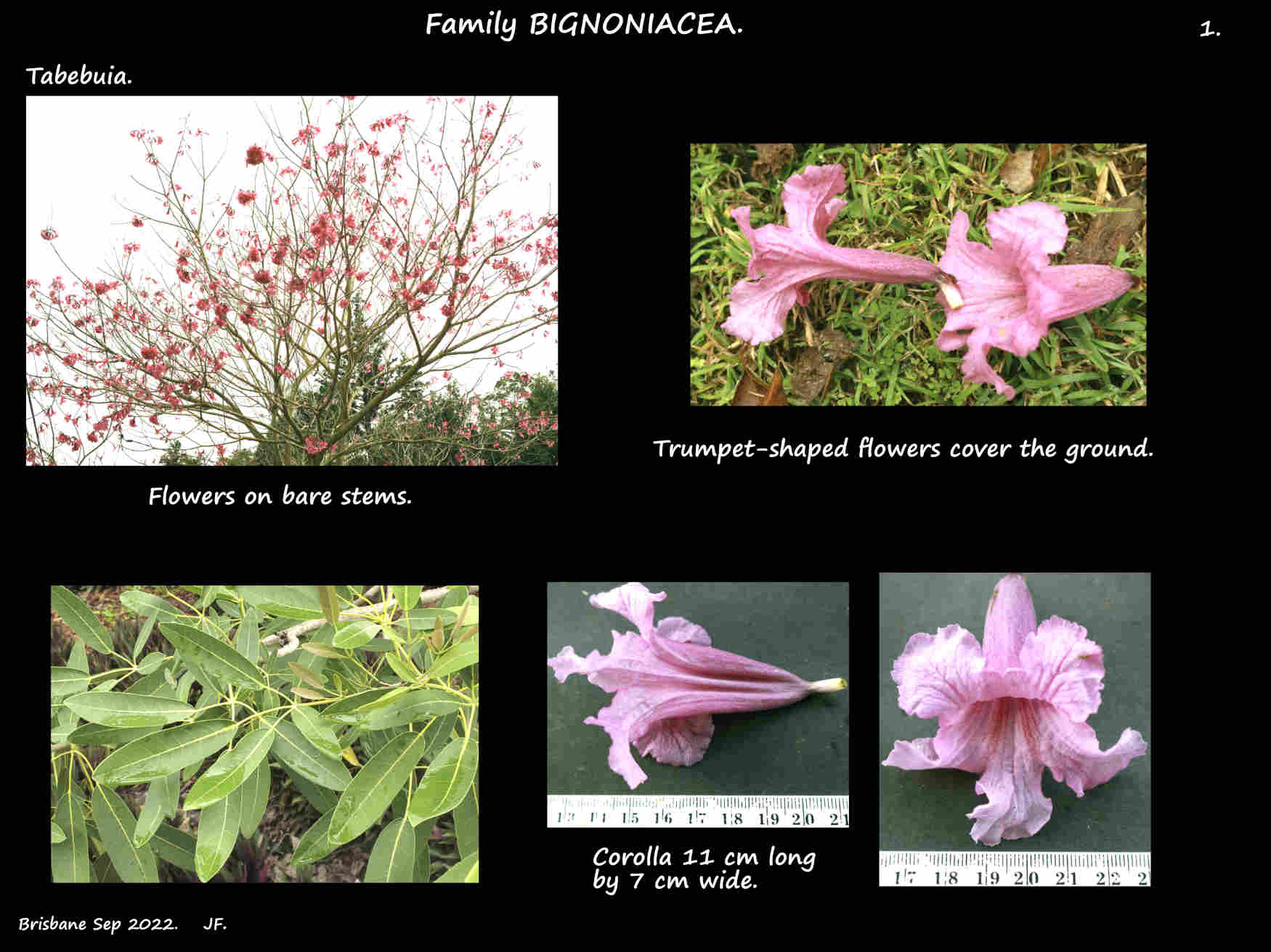 1 Tabebuia tree & flowers
