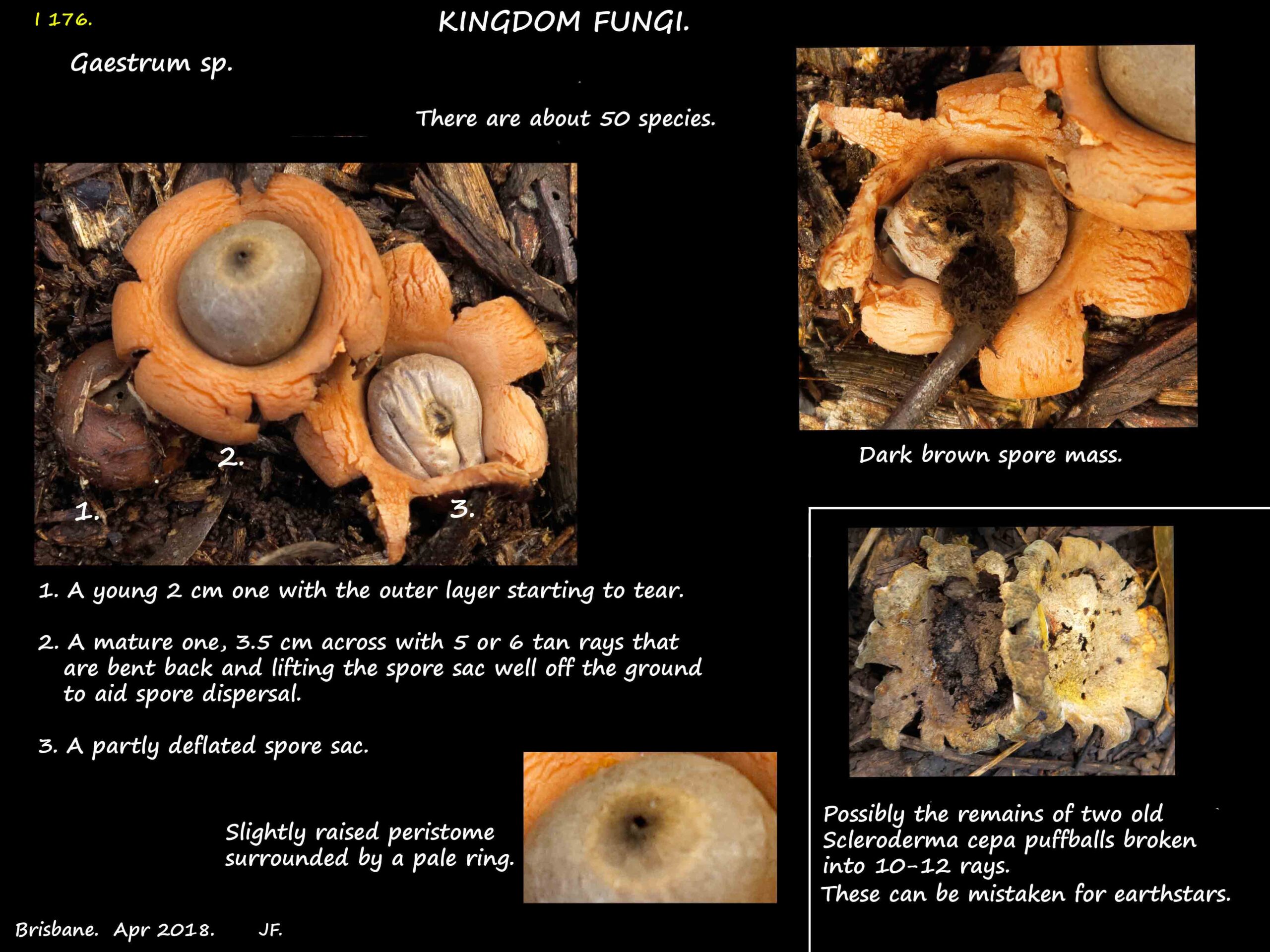 1 The structure of a Gaestrum earthstar