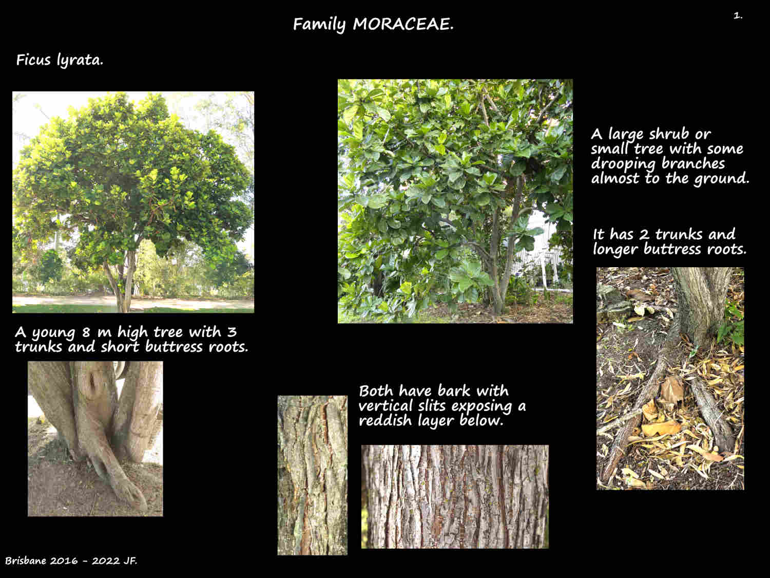 1 The trunk & bark of 2 Ficus lyrata trees