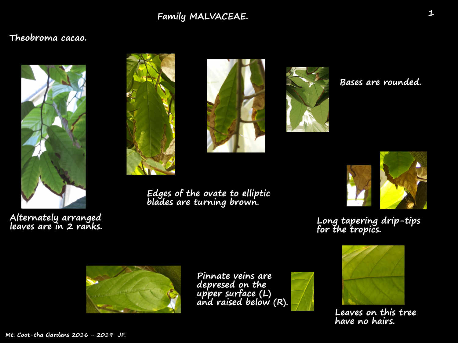 1 Theobroma cacao leaves