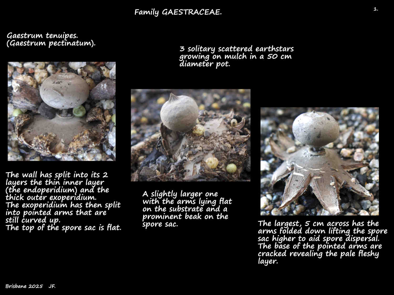 1 Three Gaestrum tenuipes earthstars