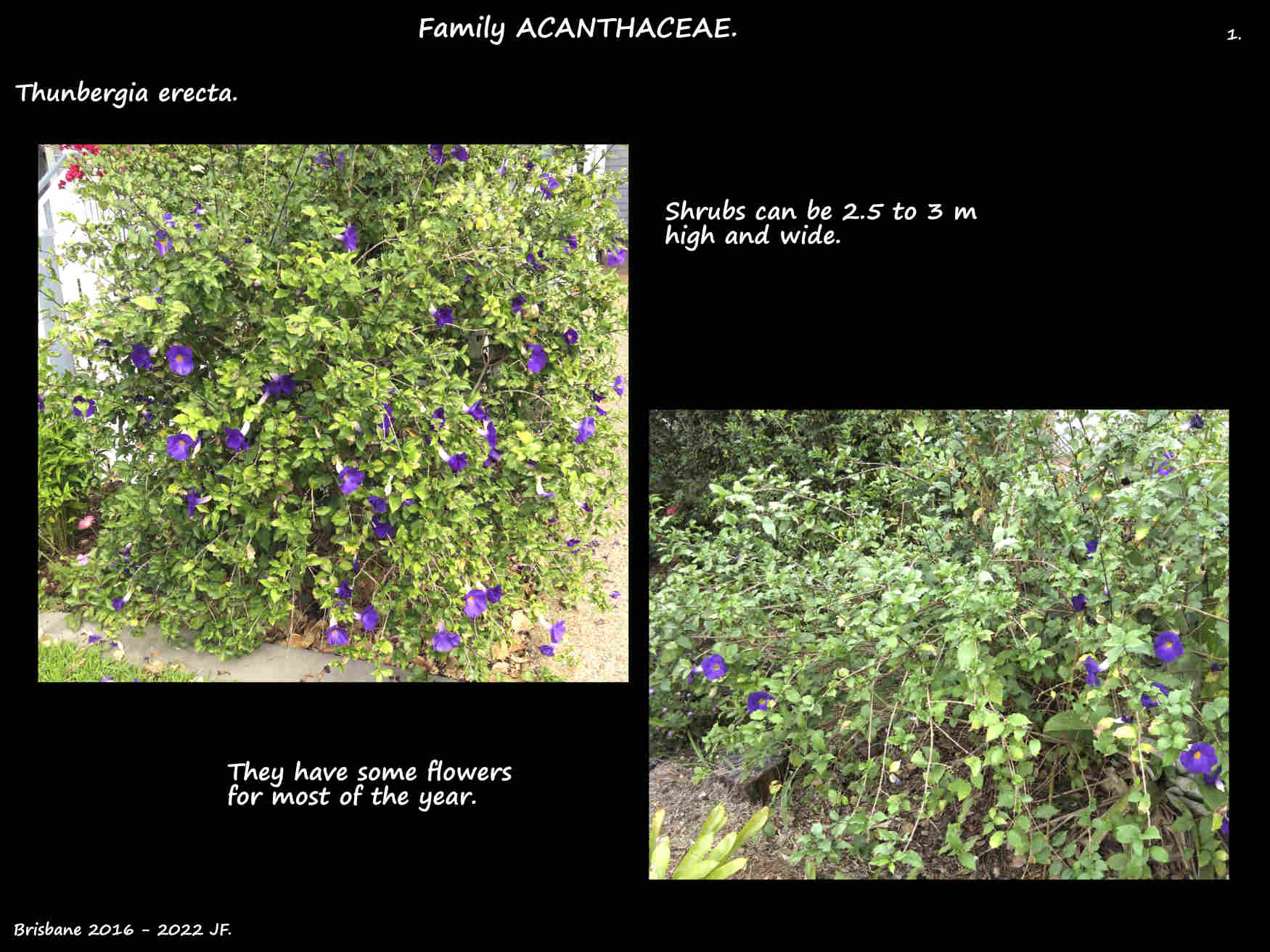 1 Thunbergia erecta shrubs